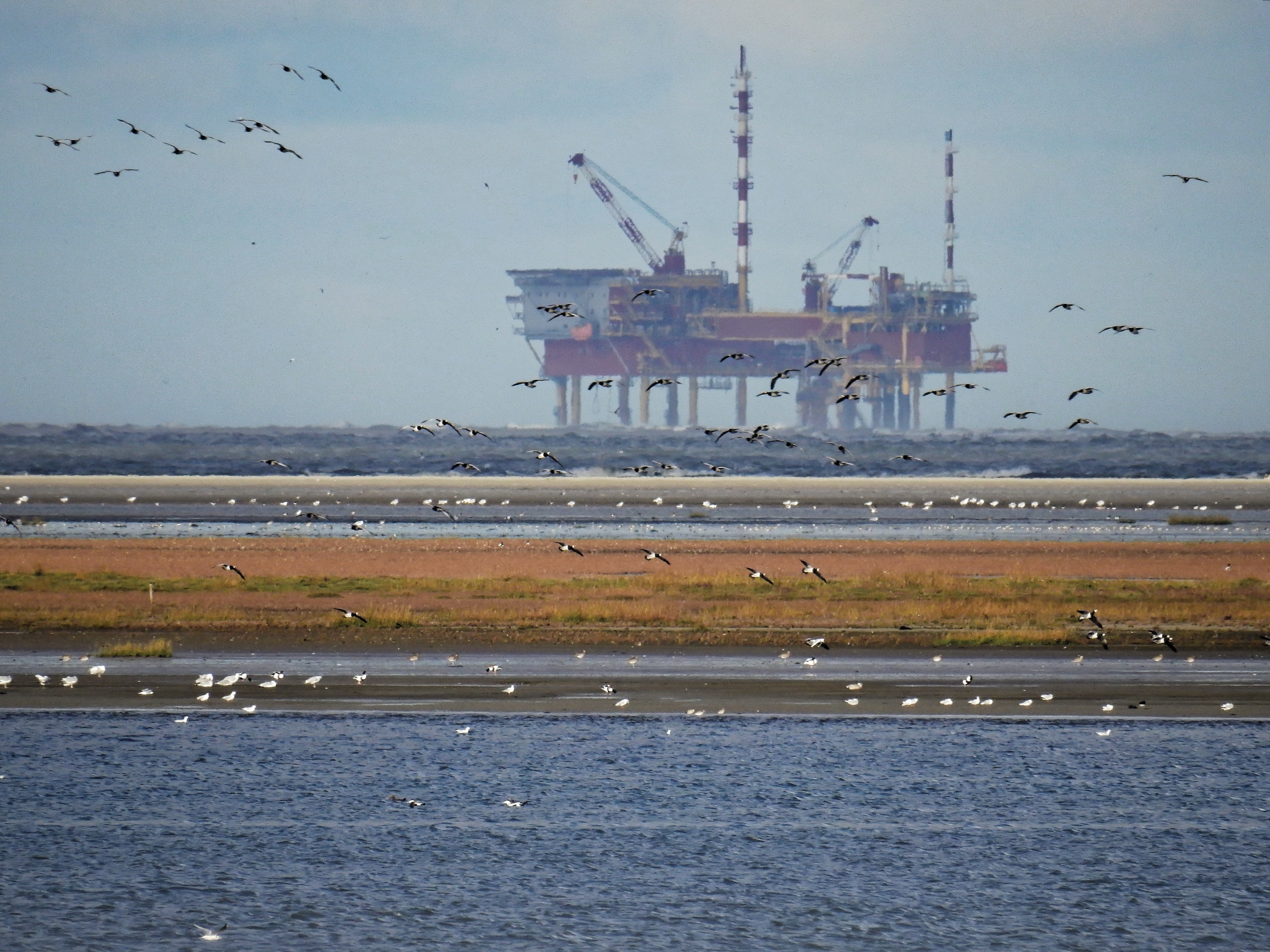waterfront, lake, nautical vessel, day, gulls, military, outdoors, flock, transportation, industry, flying, environment, shipping, business, north sea, HD Wallpaper