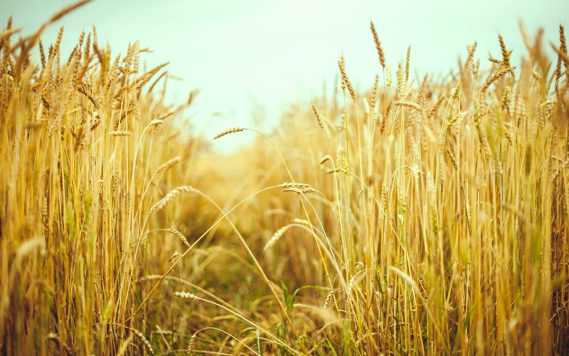 Wheat, Summer, Field, 1080P, Macro, Photography, HD Wallpaper