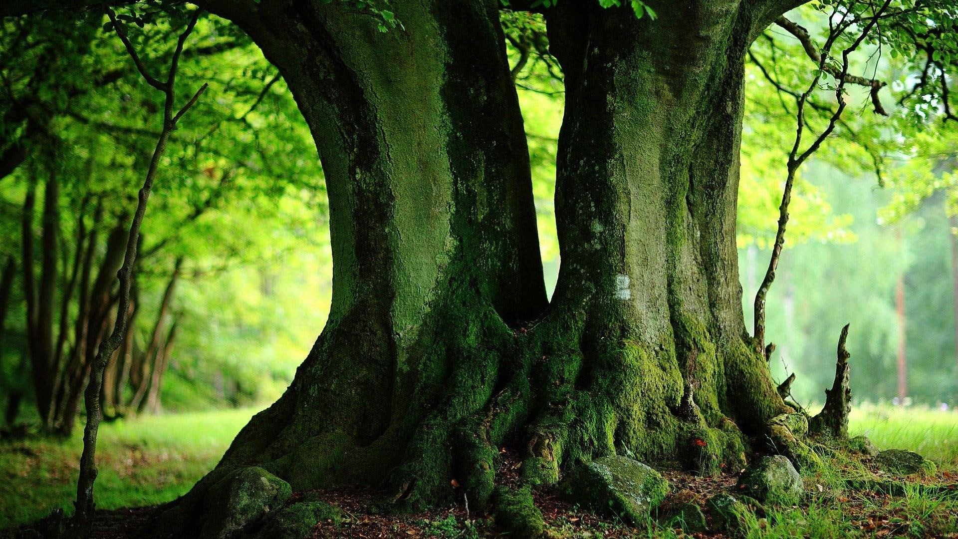 stunning, 1080P, tree, green, old tree, twins, HD Wallpaper