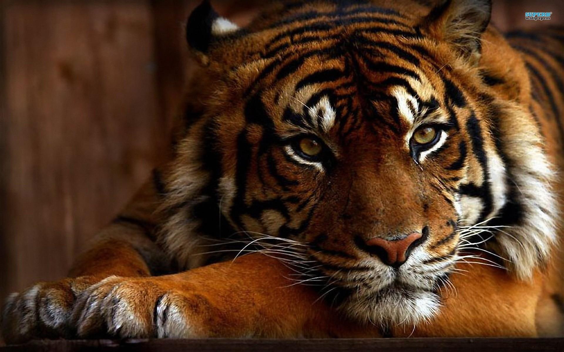 1080P, animal, powerful, stunning, tiger, animals, HD Wallpaper