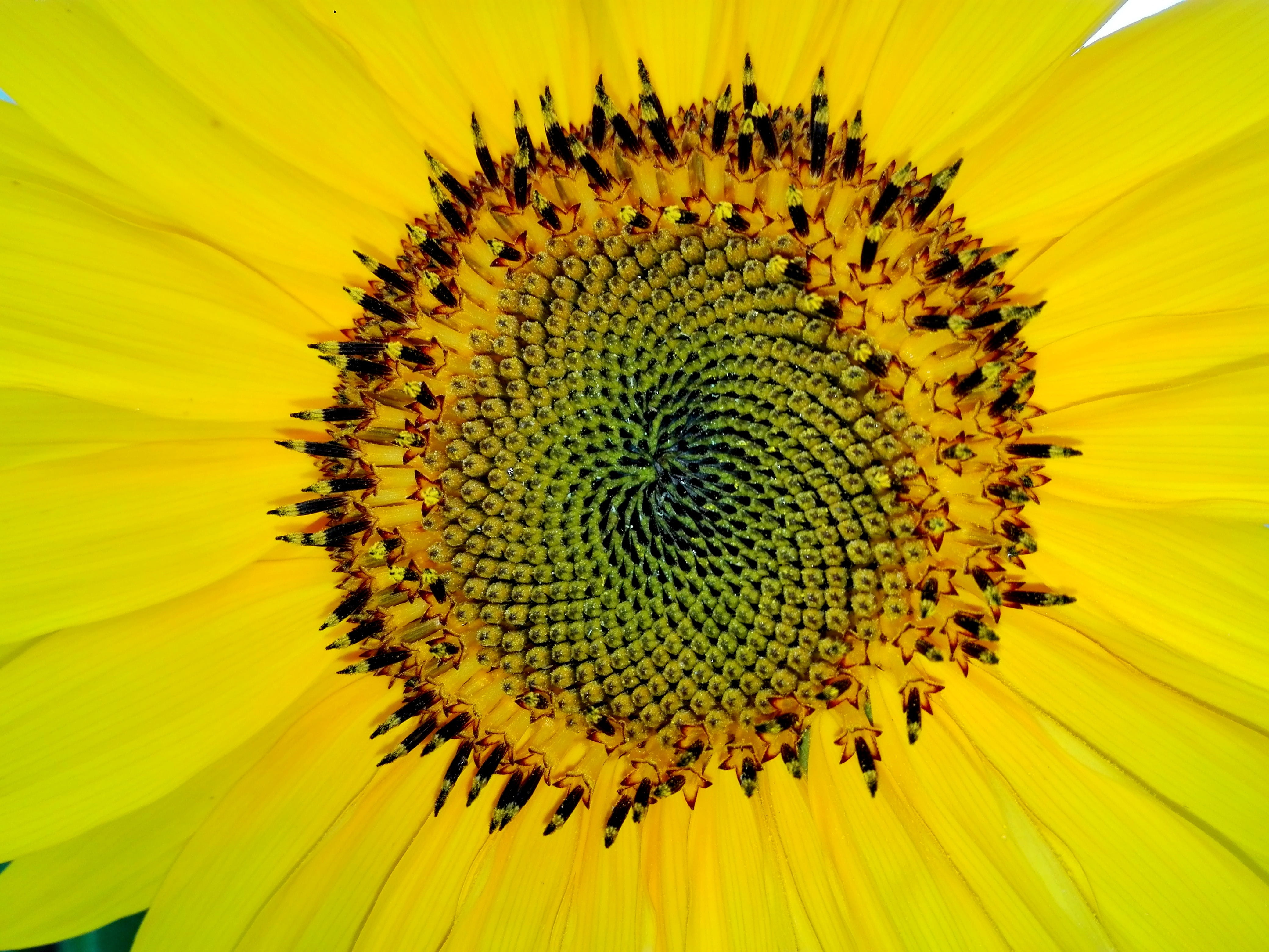sun flower, flower head, nature, petal, agriculture, sunflower, fragility, close, natural pattern, pollen, 4K, growth, macro, vulnerability, full frame, HD Wallpaper