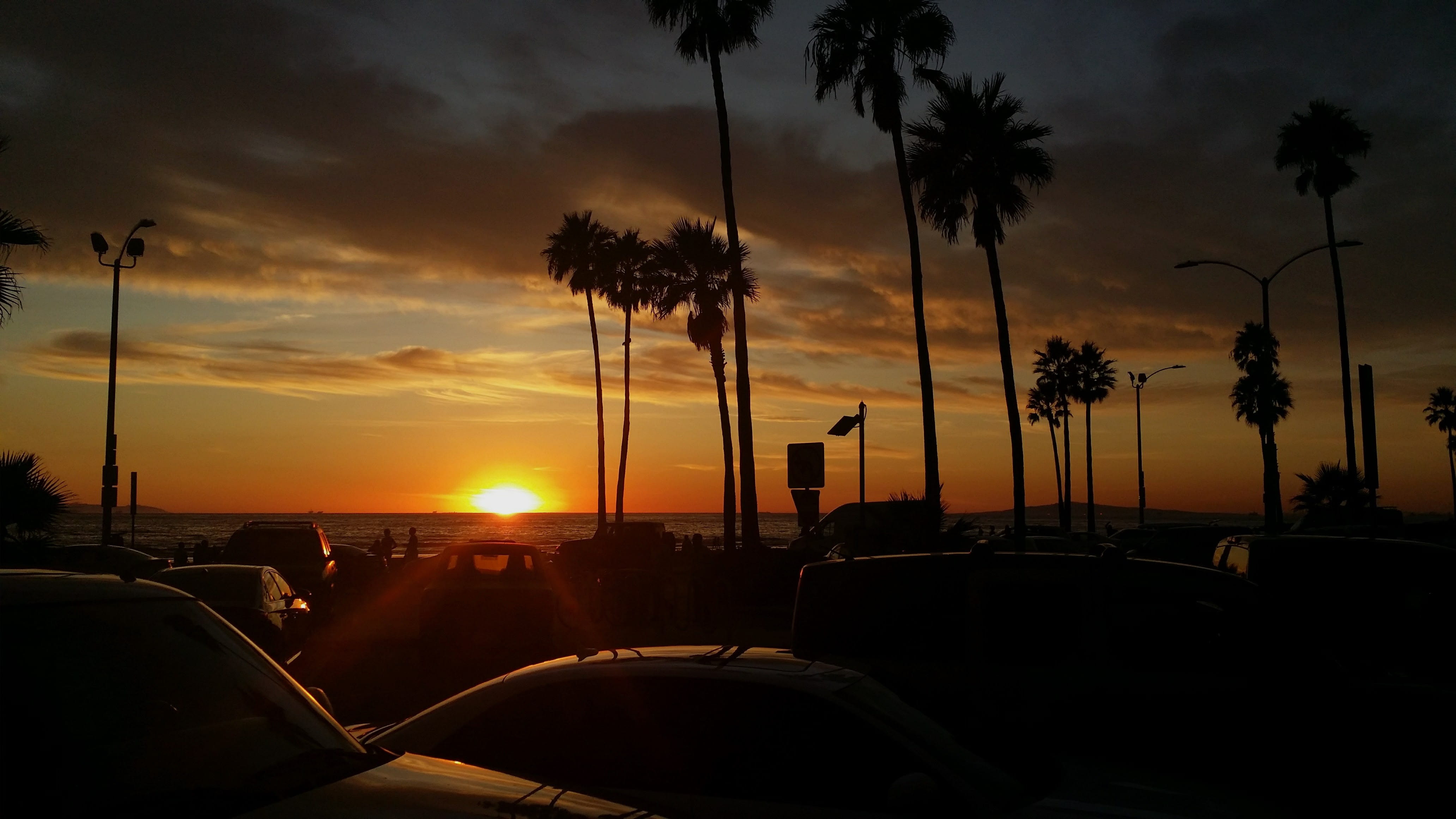 tropical climate, plant, silhouette, palm trees, nature, 4K, orange color, winter, tree, beach, beauty in nature, newport beach, water, sky, motor vehicle, HD Wallpaper