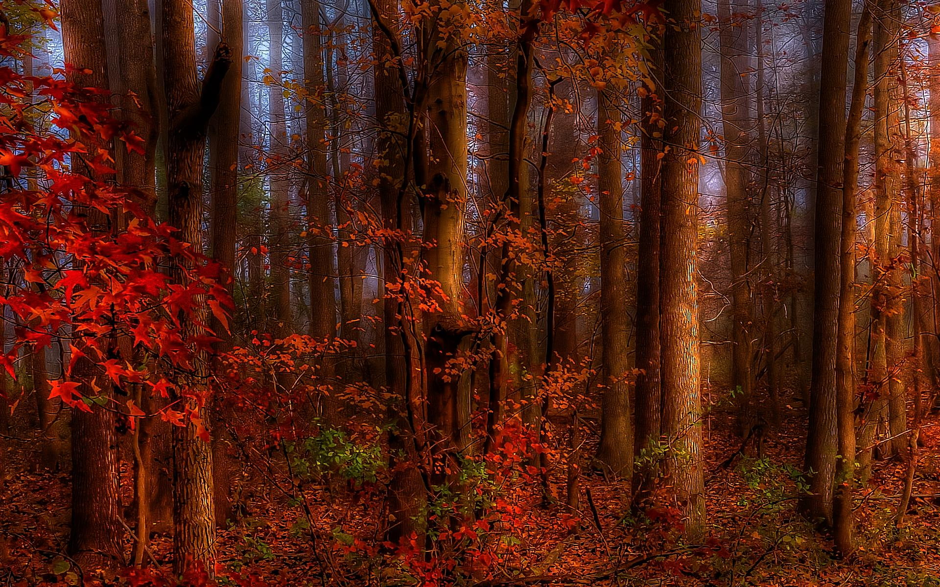 thinking, leafed, autumn, red, beautiful, forest, trees, tree, pretty, 1080P, 3d and abstract, HD Wallpaper