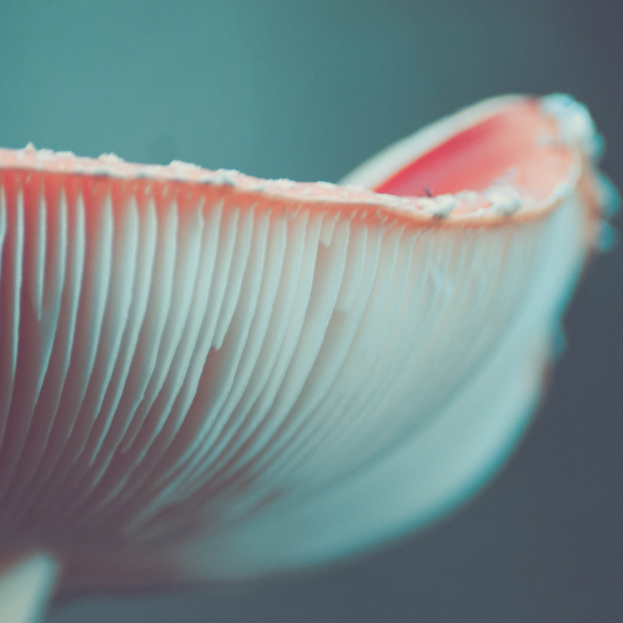 nature, no people, mushroom, vegetable, wellbeing, marine, close-up, macro, vulnerability, fungus, beauty in nature, toadstool, focus on foreground, food and drink, Phone HD Wallpaper