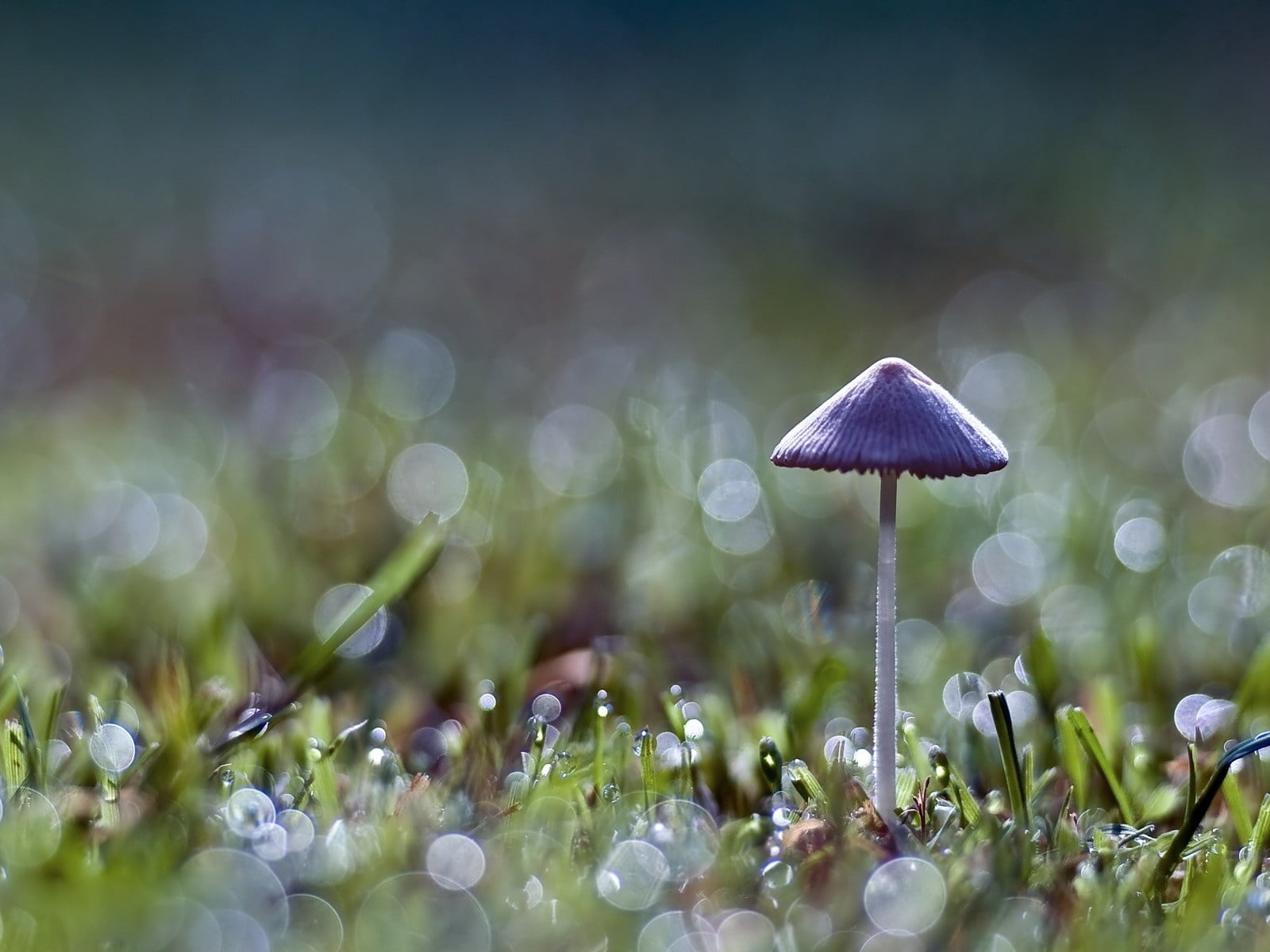 mushroom, season, macro, forest, meadow, field, close-up, freshness, white, color Image, food, vulnerability, fungus, land, summer, vegetable, plant, grass, HD Wallpaper