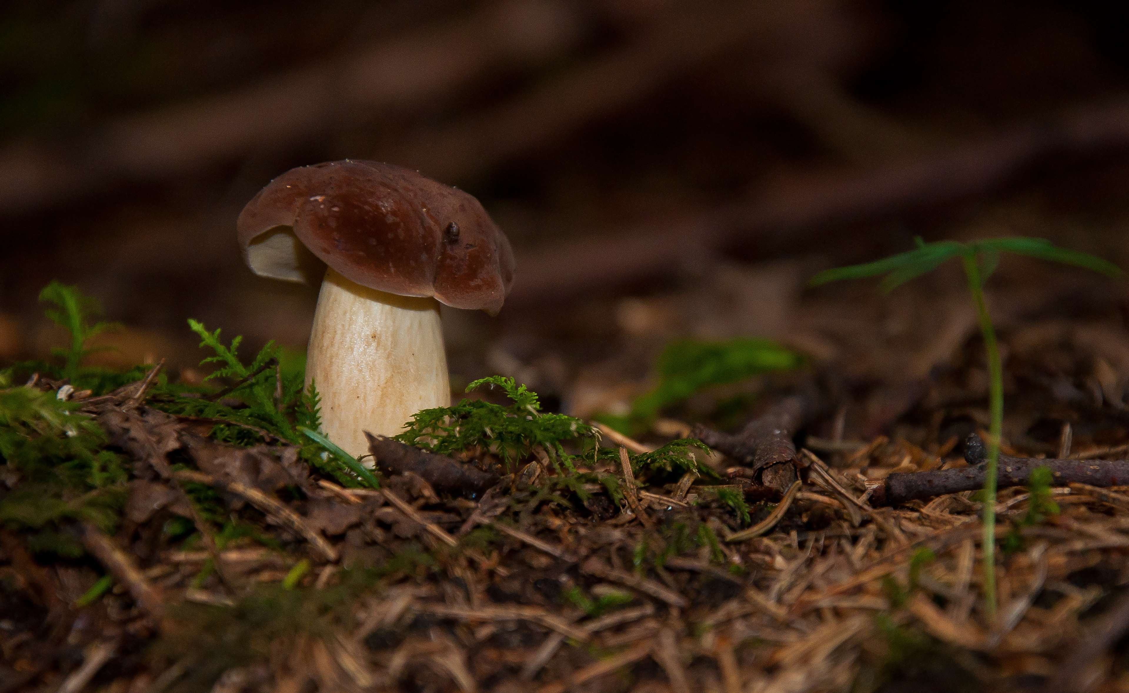 outdoors, freshness, fungus, boletus edulis, 4K, mushroom picking, nature, plant, surface level, boletus, mushrooms, vulnerability, poisonous, land, close-up, HD Wallpaper
