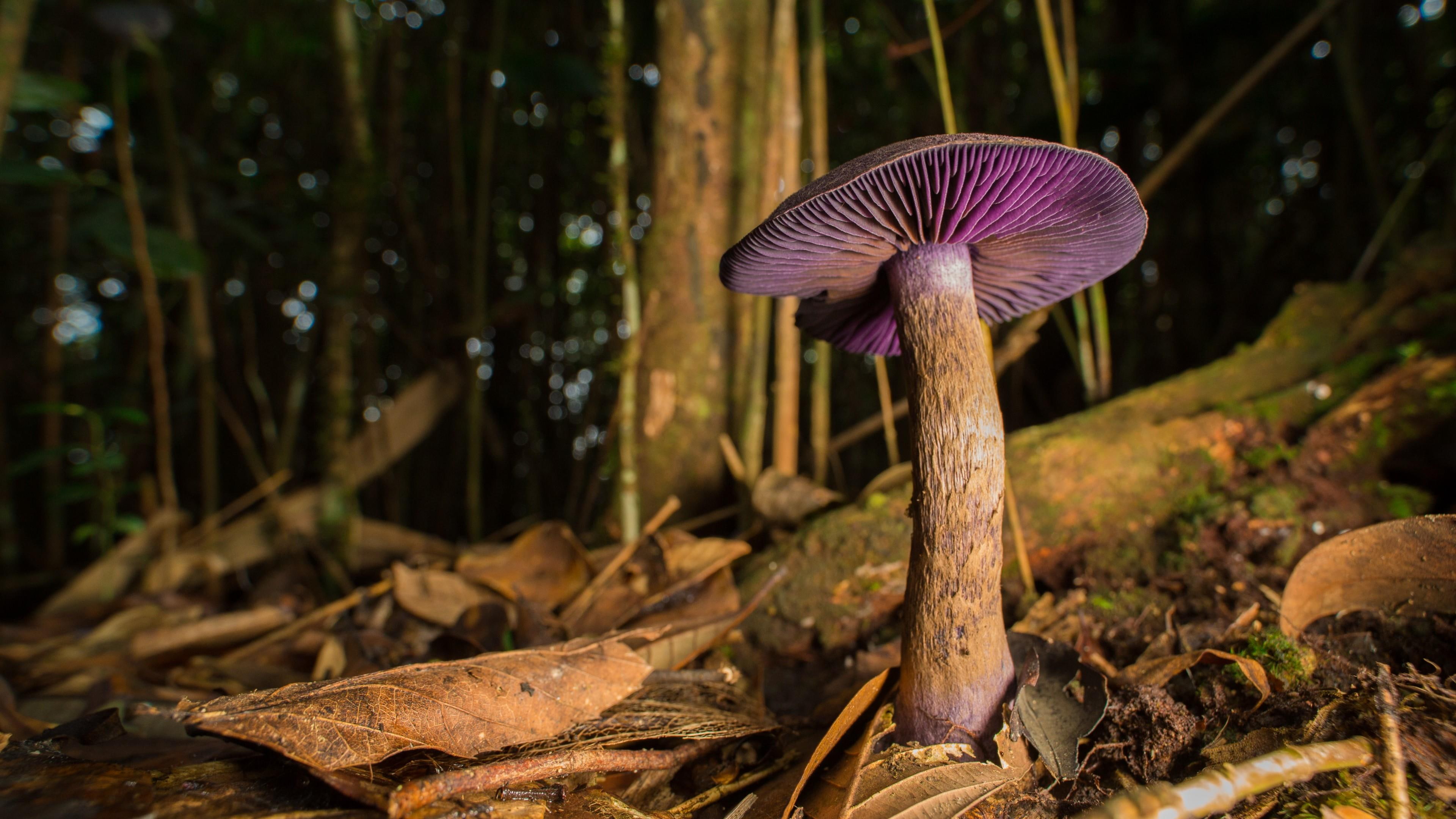 macro, 4K, mushroom, leaves, forest, HD Wallpaper