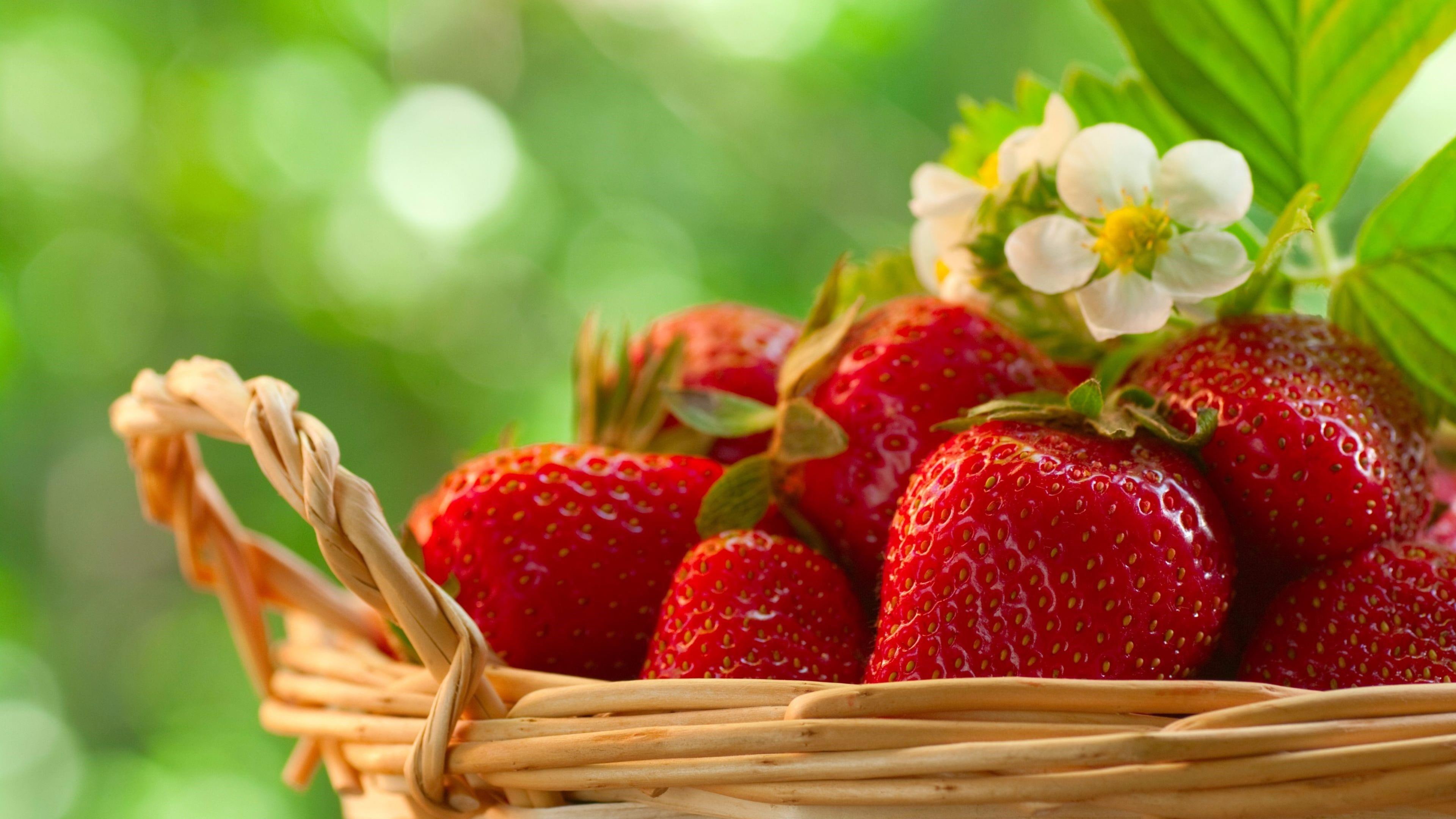 4K, season, strawberry, flower, fruit, strawberries, spring, berry, HD Wallpaper