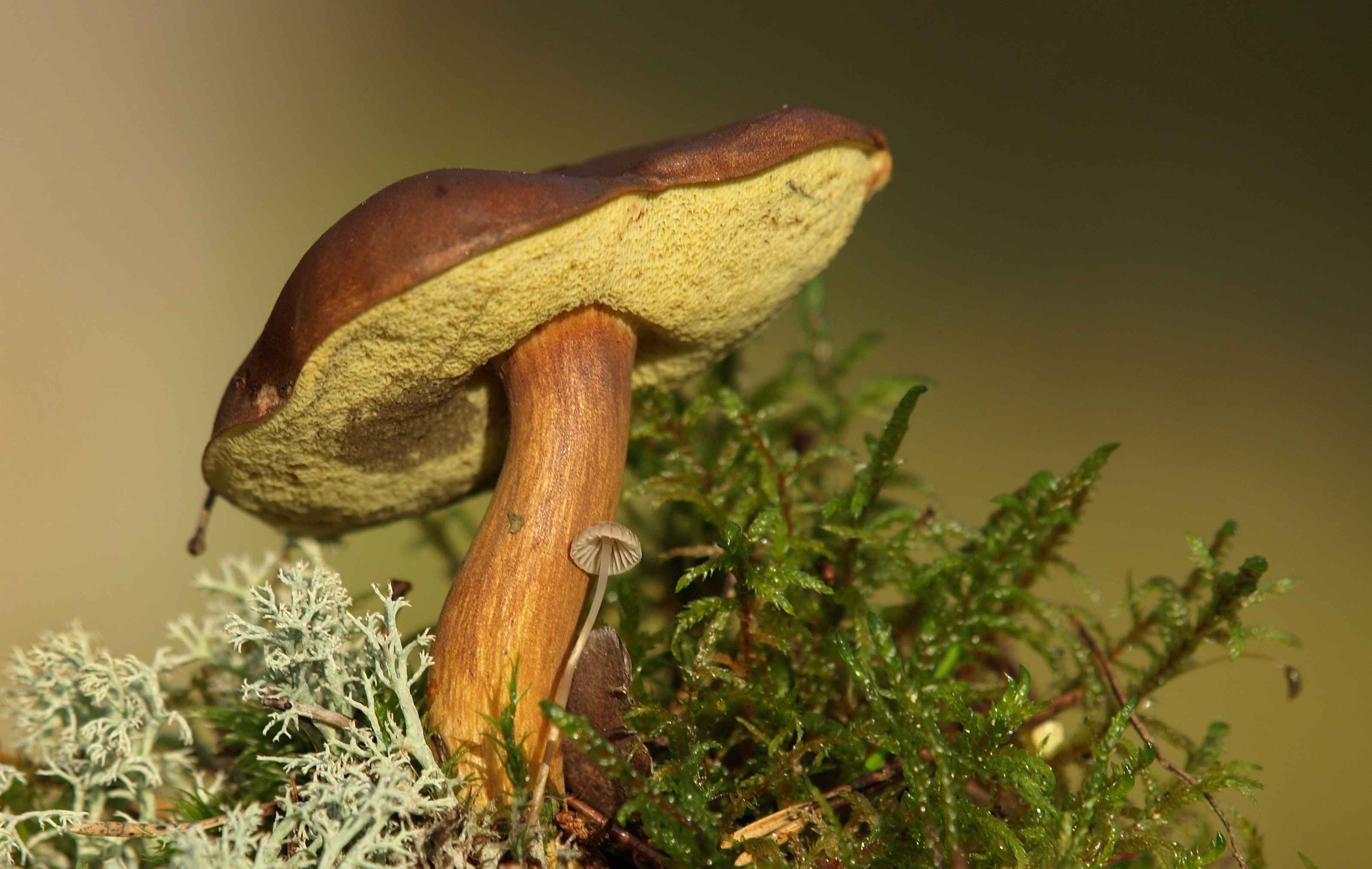 mushroom, nature, plants, 2K, macro, HD Wallpaper
