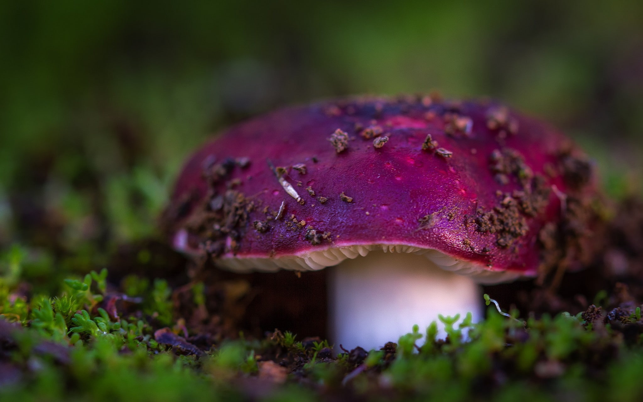 nature, plants, 1080P, mushroom, macro, HD Wallpaper
