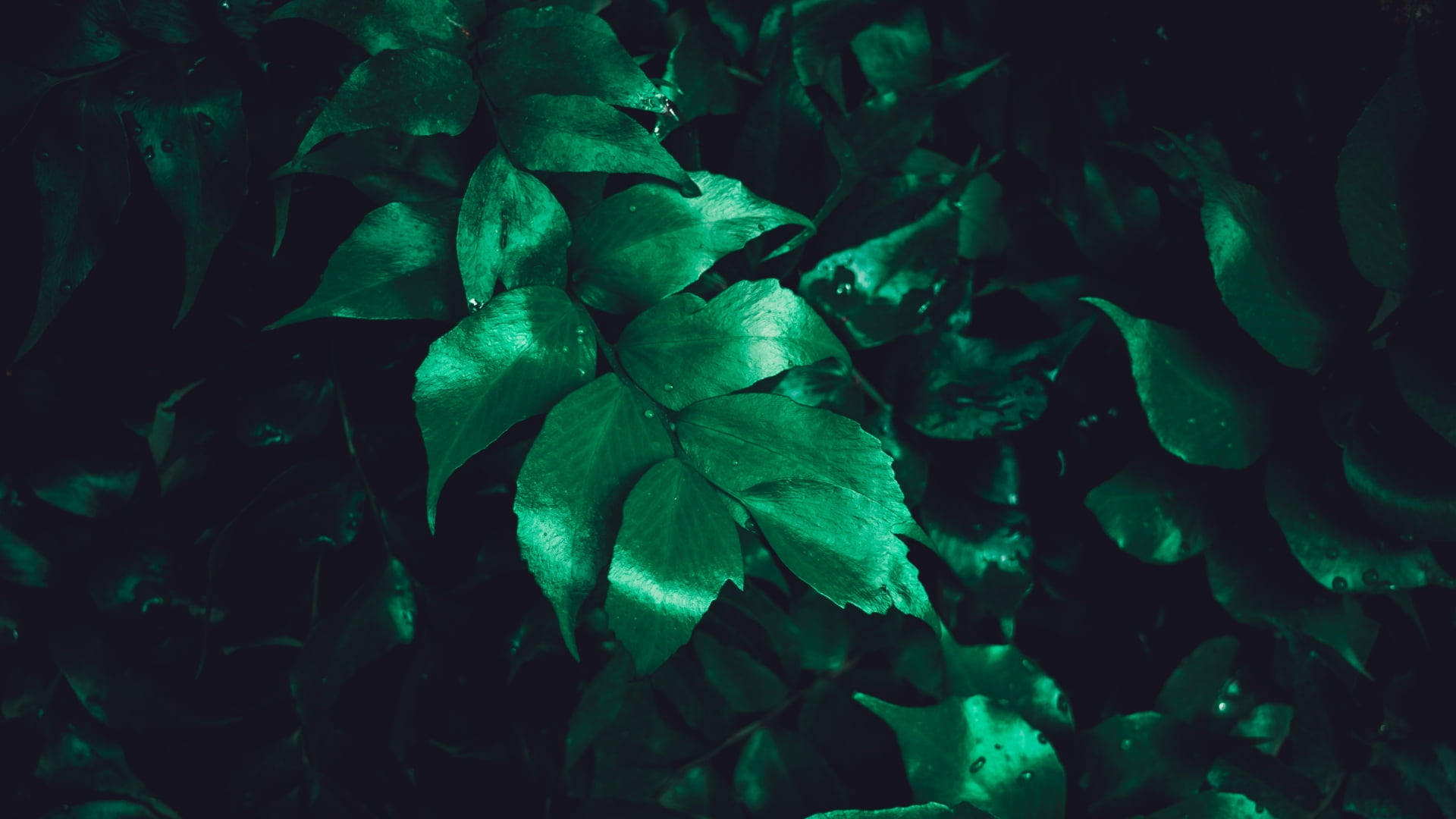 1080P, tranquility, auto post production filter, no people, full frame, close-up, nature, outdoors, leaf, food and drink, day, land, plant, leaves, plant part, HD Wallpaper