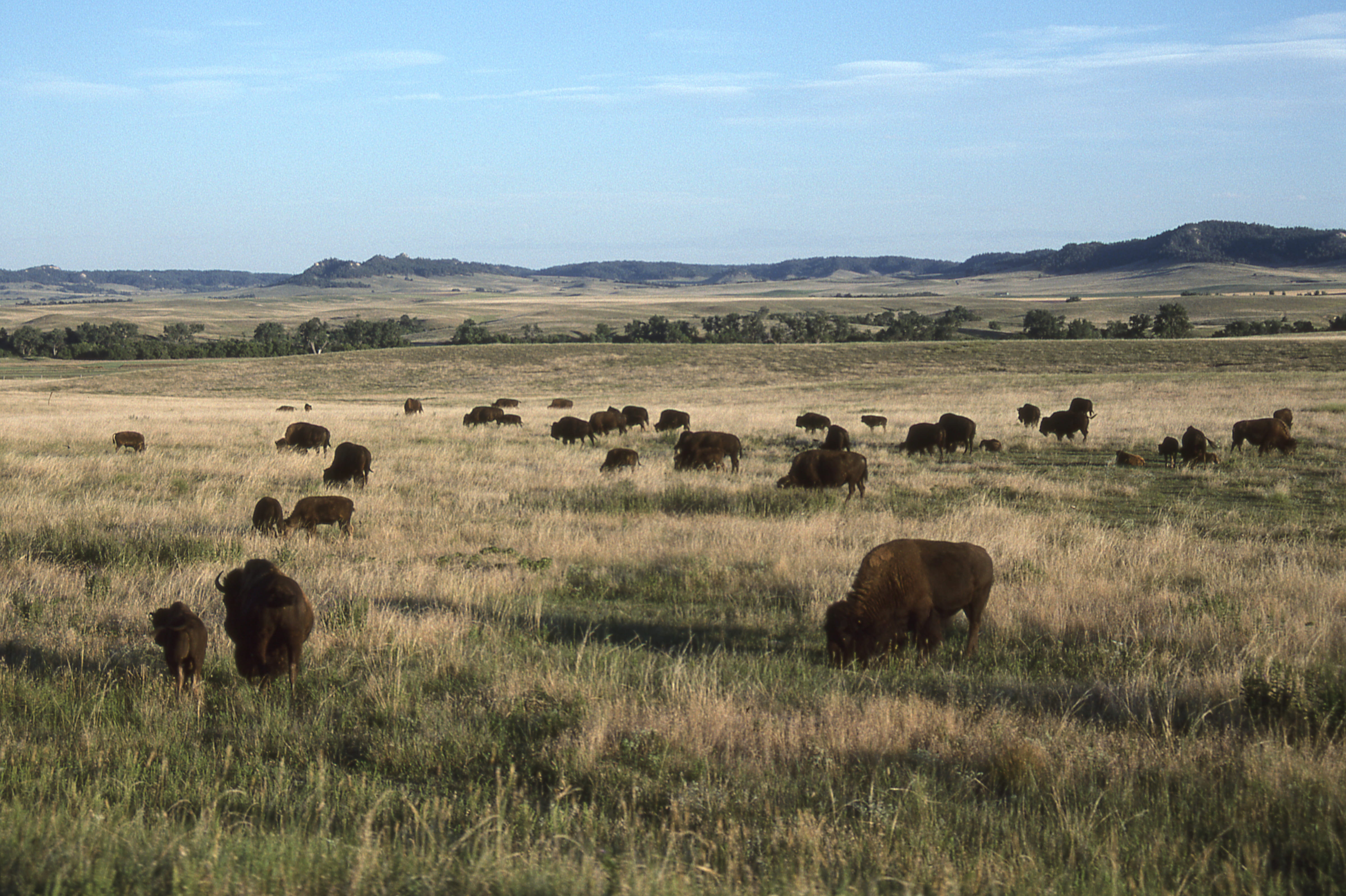 large group of animals, land, prairie, group of animals, grass, green, sky, grazing, animal themes, buffalo, nebraska, cow, animal wildlife, cloud, plain, HD Wallpaper