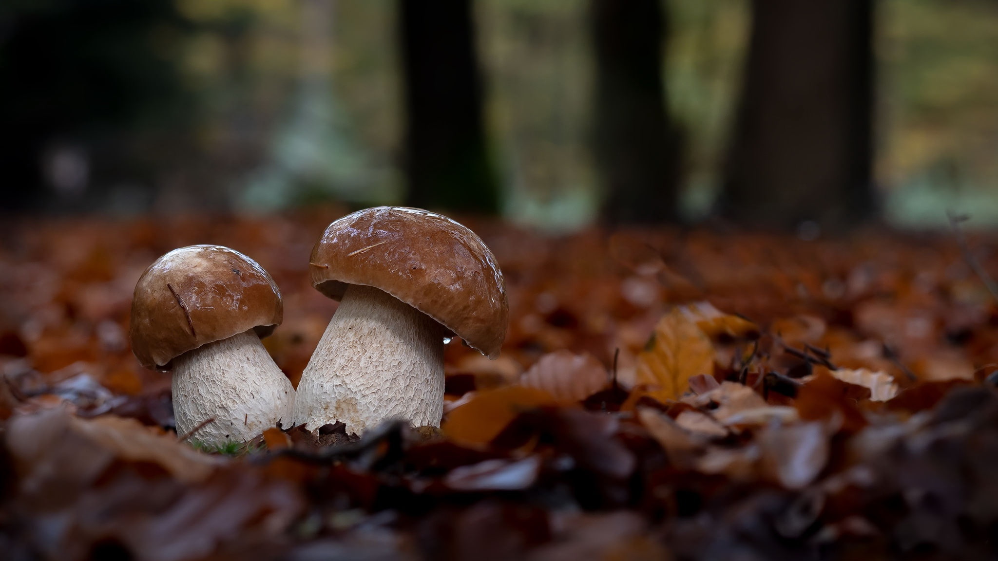 autumn collection, nature, tree, focus on foreground, selective focus, day, change, land, surface level, leaf, toadstool, plant part, no people, plant, HD Wallpaper