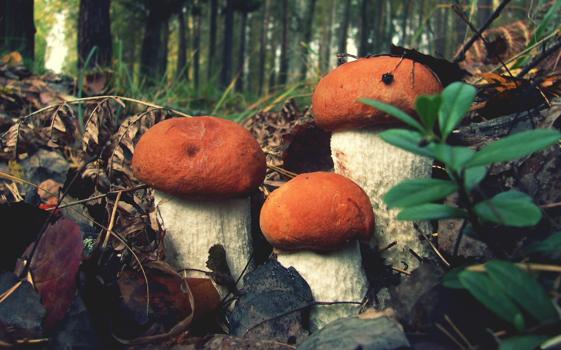 orange color, outdoors, toadstool, no people, nature, plant part, day, land, close-up, plants, tree, closeup, field, freshness, leaf, 1080P, mushroom, HD Wallpaper