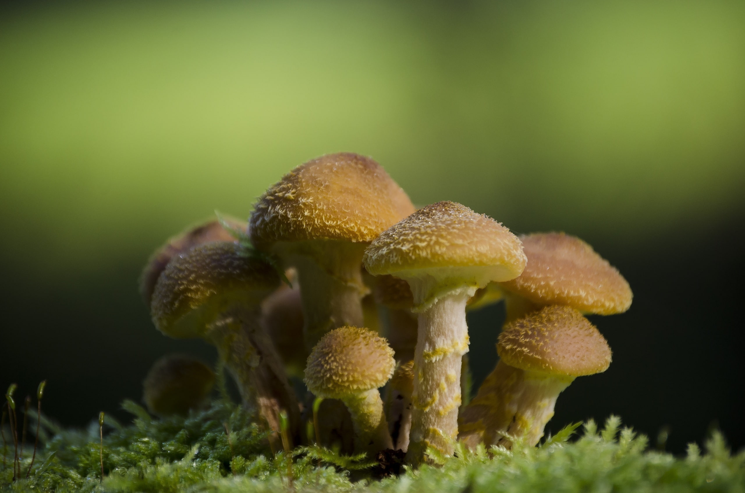 nature, selective focus, fragility, outdoors, no people, grass, toadstool, 2K, close-up, beauty in nature, growth, food, green color, mushroom, plant, HD Wallpaper