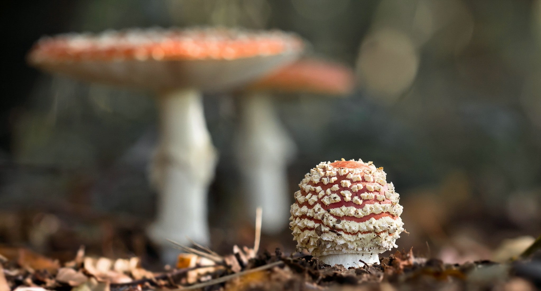 outdoors, toadstool, nature, freshness, tree, sweet food, cupcake holder, day, no people, mushroom, temptation, plant, macro, fungus, close-up, selective focus, HD Wallpaper