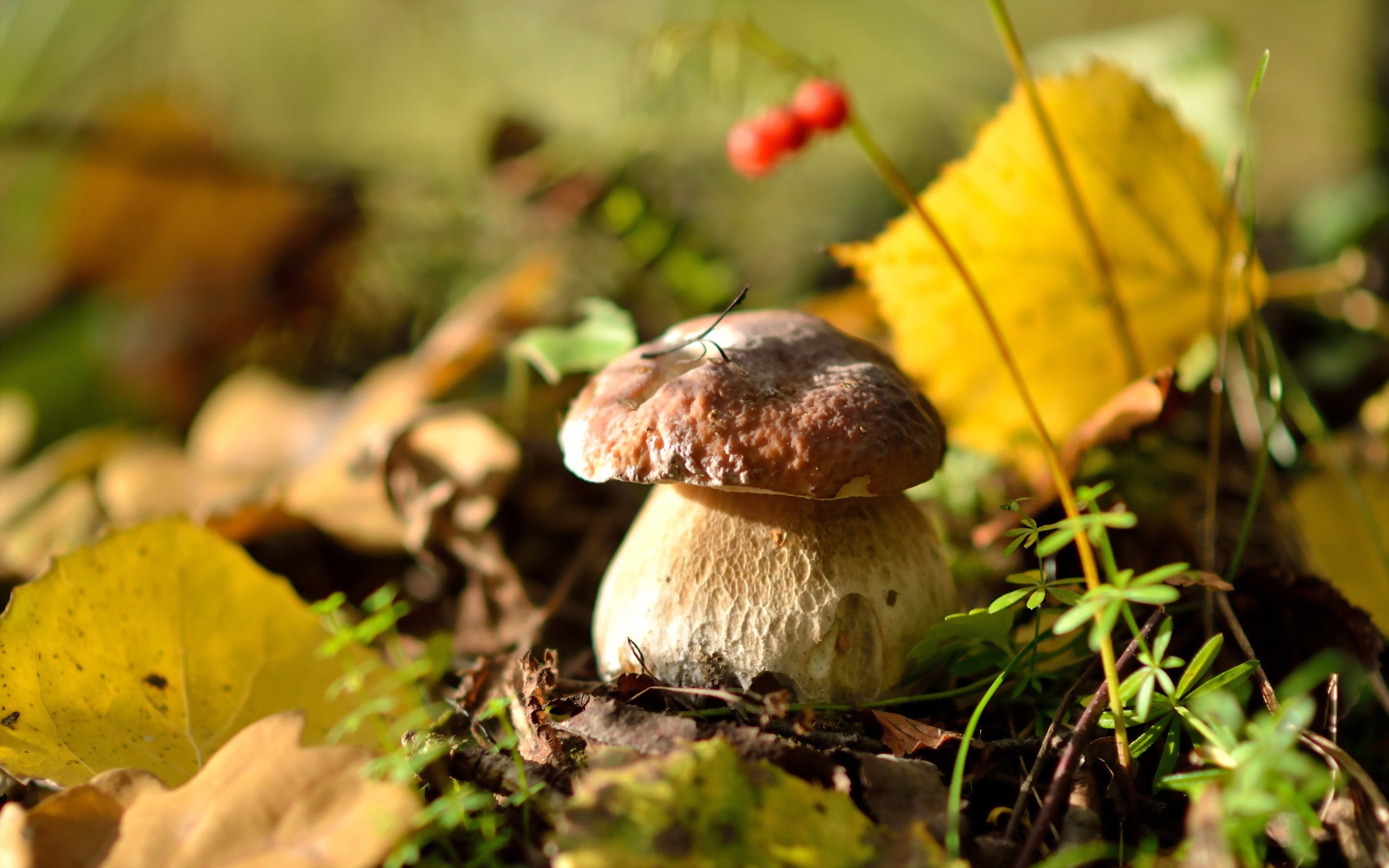close-up, no people, beauty in nature, vulnerability, growth, toadstool, fungus, surface level, plant, land, mushroom, plant part, 2K, field, change, outdoors, HD Wallpaper