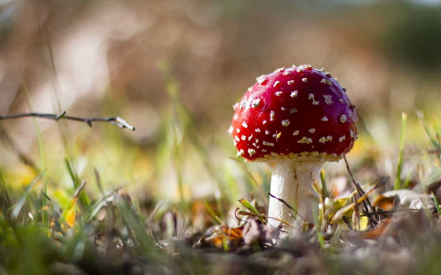 day, fly agaric mushroom, growth, outdoors, vegetable, beauty in nature, fungus, surface level, 720P, toadstool, freshness, selective focus, mushroom, HD Wallpaper