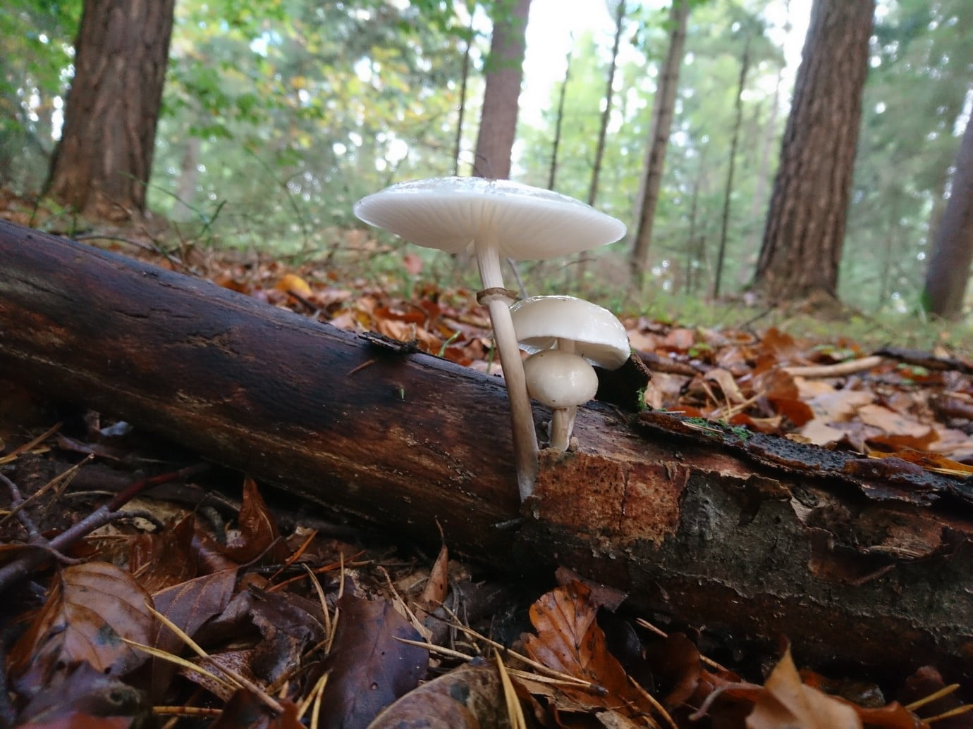 beauty in nature, outdoors, mushroom, no people, plant, focus on foreground, growth, tranquility, food, vegetable, wood, tree trunk, land, trunk, nature, HD Wallpaper