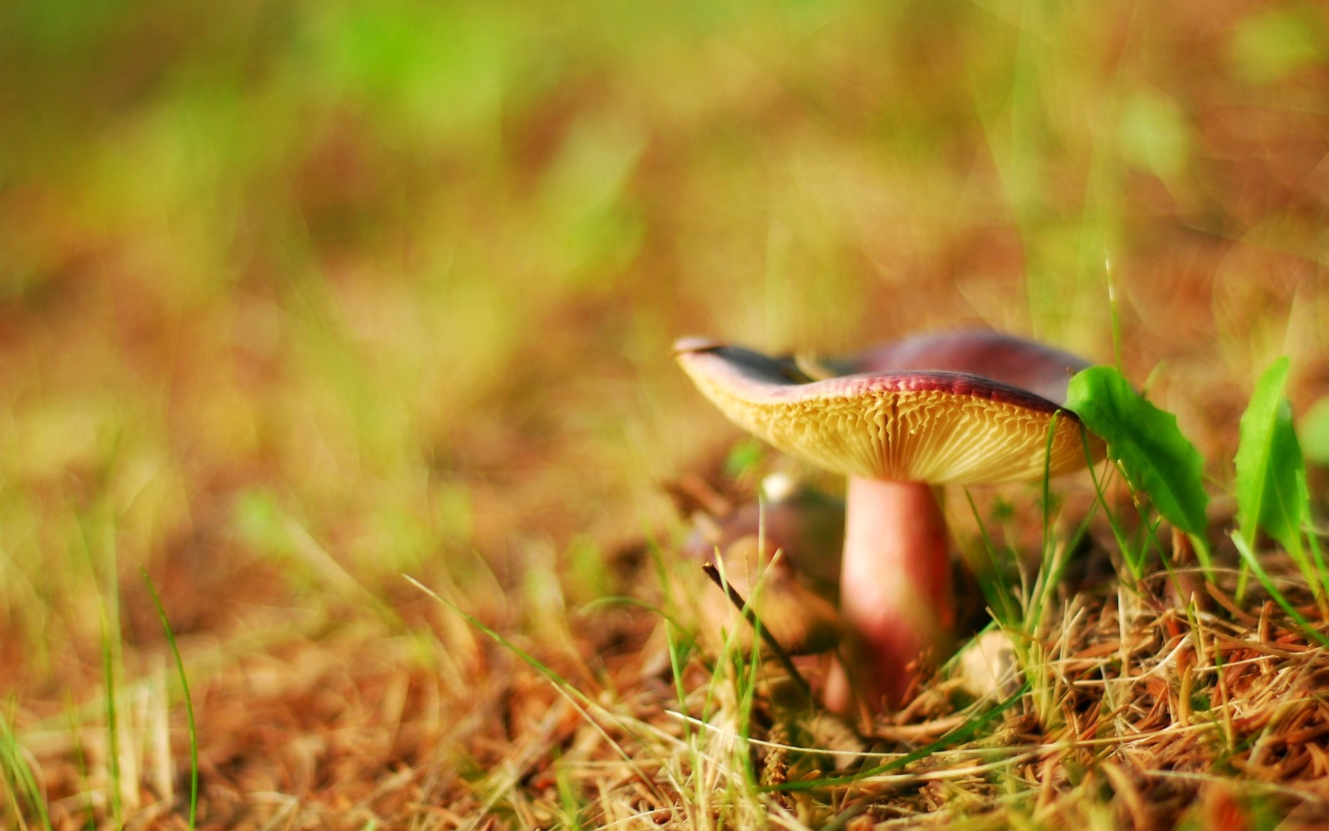 day, vegetable, mushroom, land, fungus, food, beauty in nature, 1080P, nature, grass, outdoors, toadstool, no people, selective focus, growth, food and drink, HD Wallpaper
