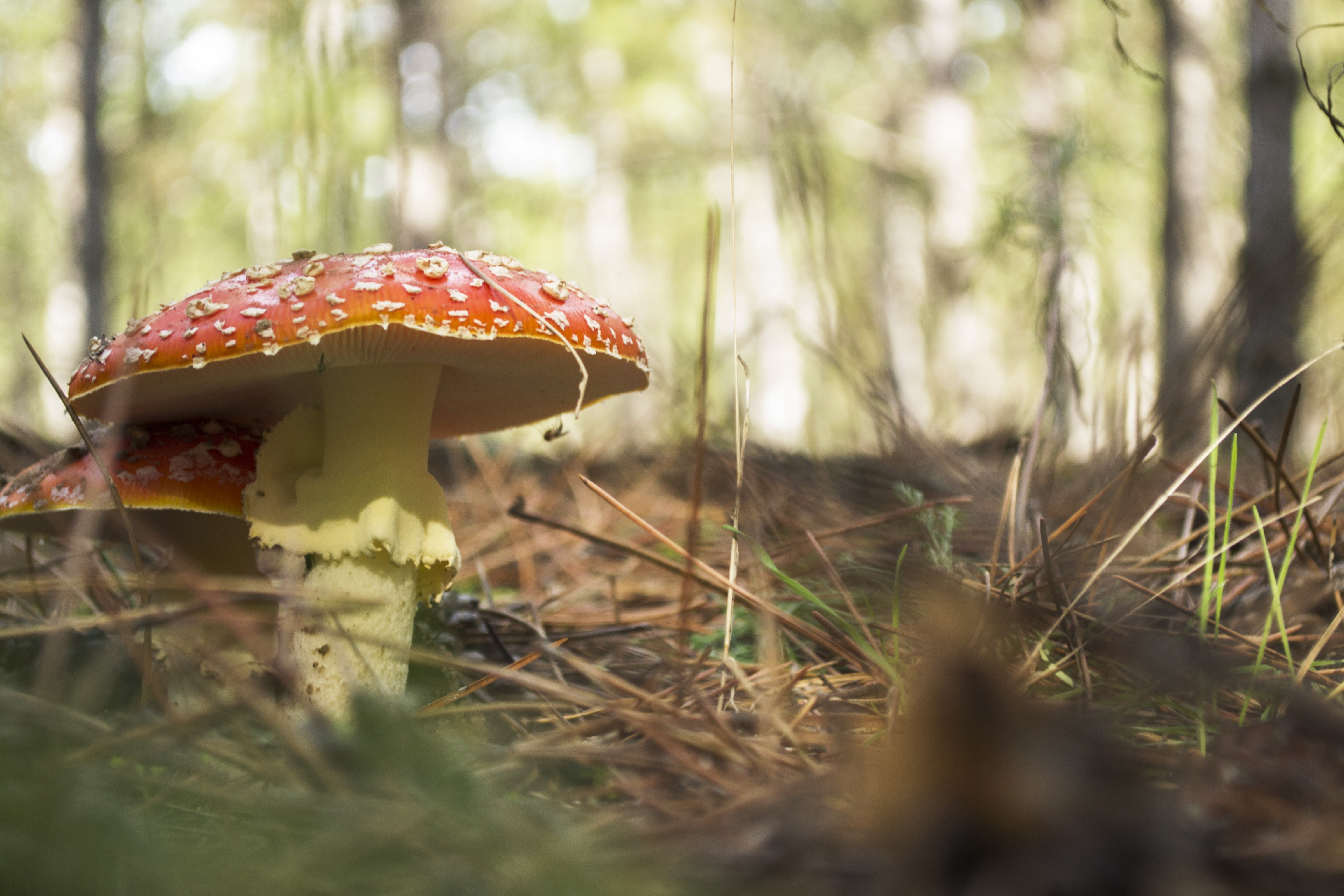 no people, mushroom, freshness, fungus, outdoors, toadstool, surface level, close-up, fly agaric mushroom, poisonous, beauty in nature, vegetable, nature, HD Wallpaper