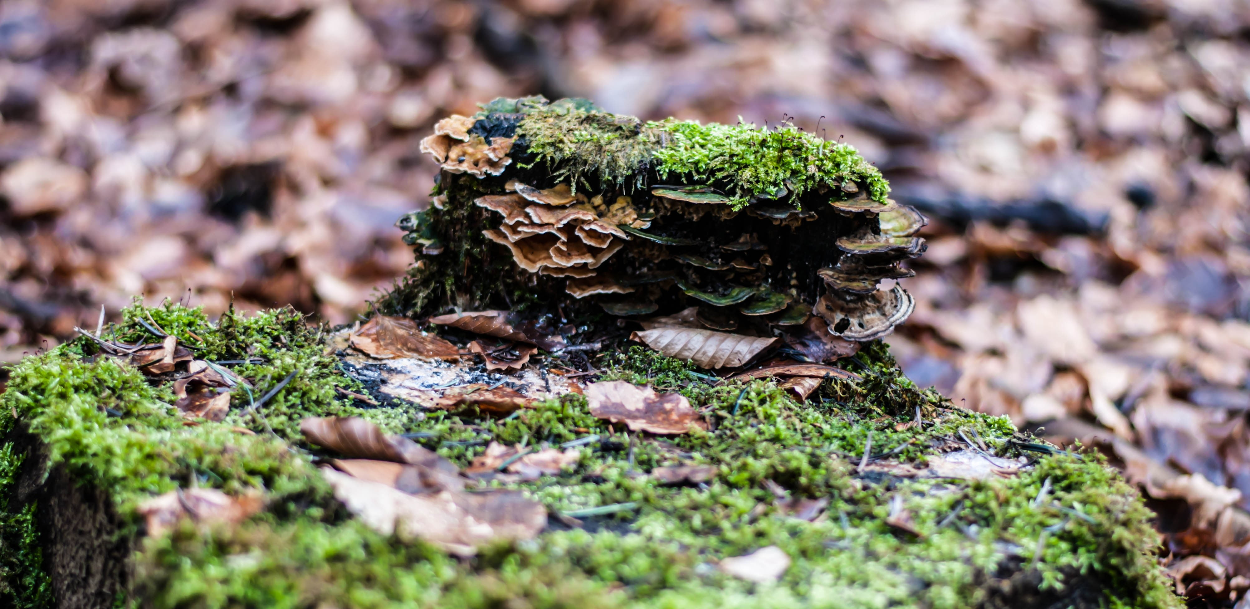 plant part, day, close-up, no people, food, selective focus, photo, fungus, macro, high angle view, brown, land, bark, beauty in nature, vegetable, 4K, HD Wallpaper