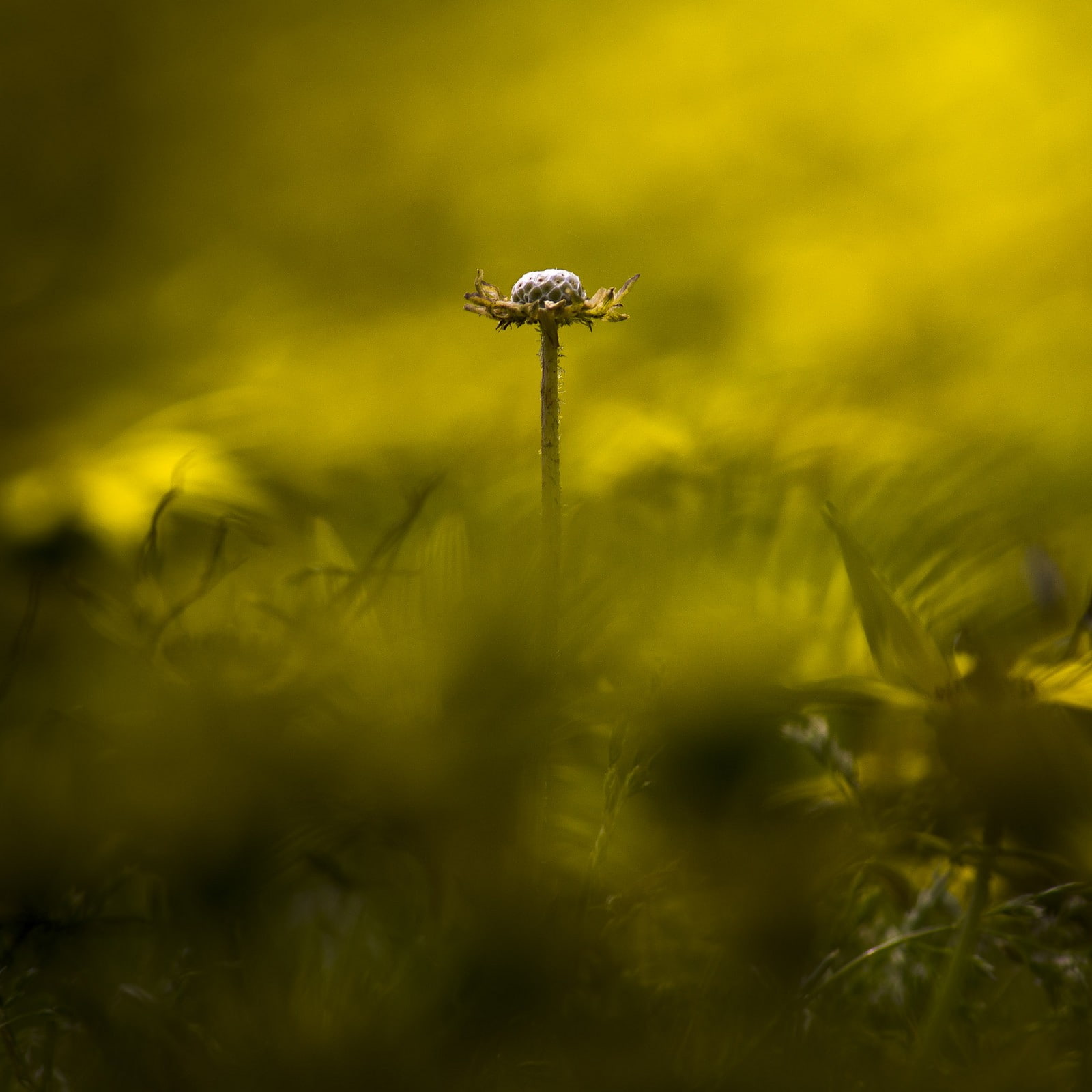 freshness, lights, 720P, sunlight, close-up, beauty in nature, no people, toadstool, outdoors, green color, fungus, photography, day, plant, food, growth, Phone HD Wallpaper