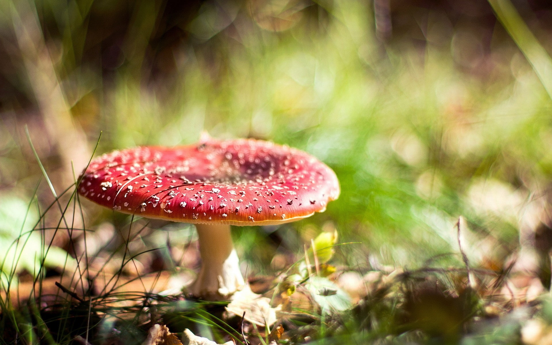 selective focus, growth, macro, land, outdoors, beauty in nature, fly agaric mushroom, mushroom, 1080P, depth of field, poisonous, vegetable, herb, toadstool, HD Wallpaper