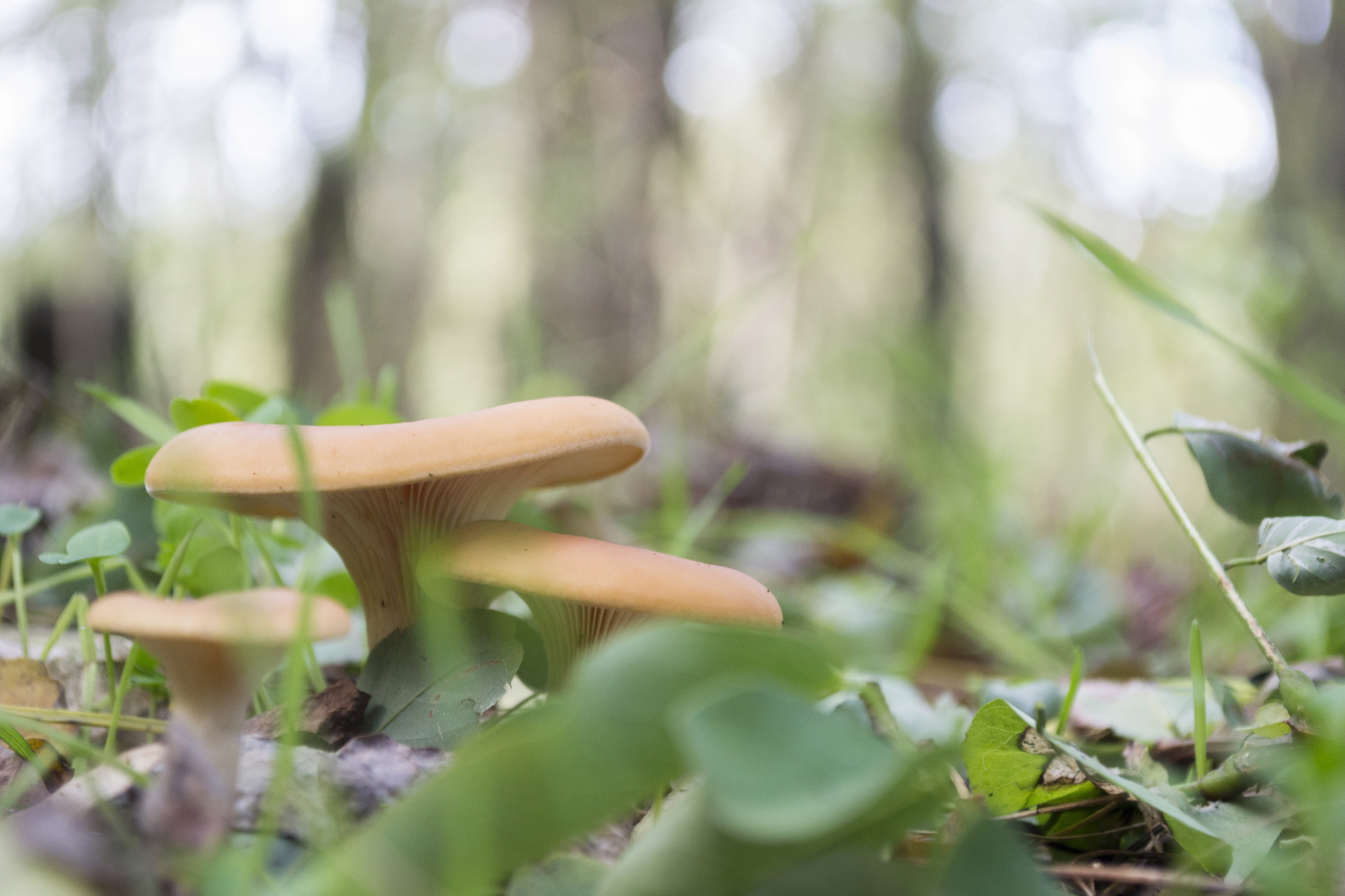 plants, tree, macro, fungus, food, vegetable, land, edible mushroom, forest, close-up, wild, day, plant, growth, toadstool, vulnerability, green color, HD Wallpaper
