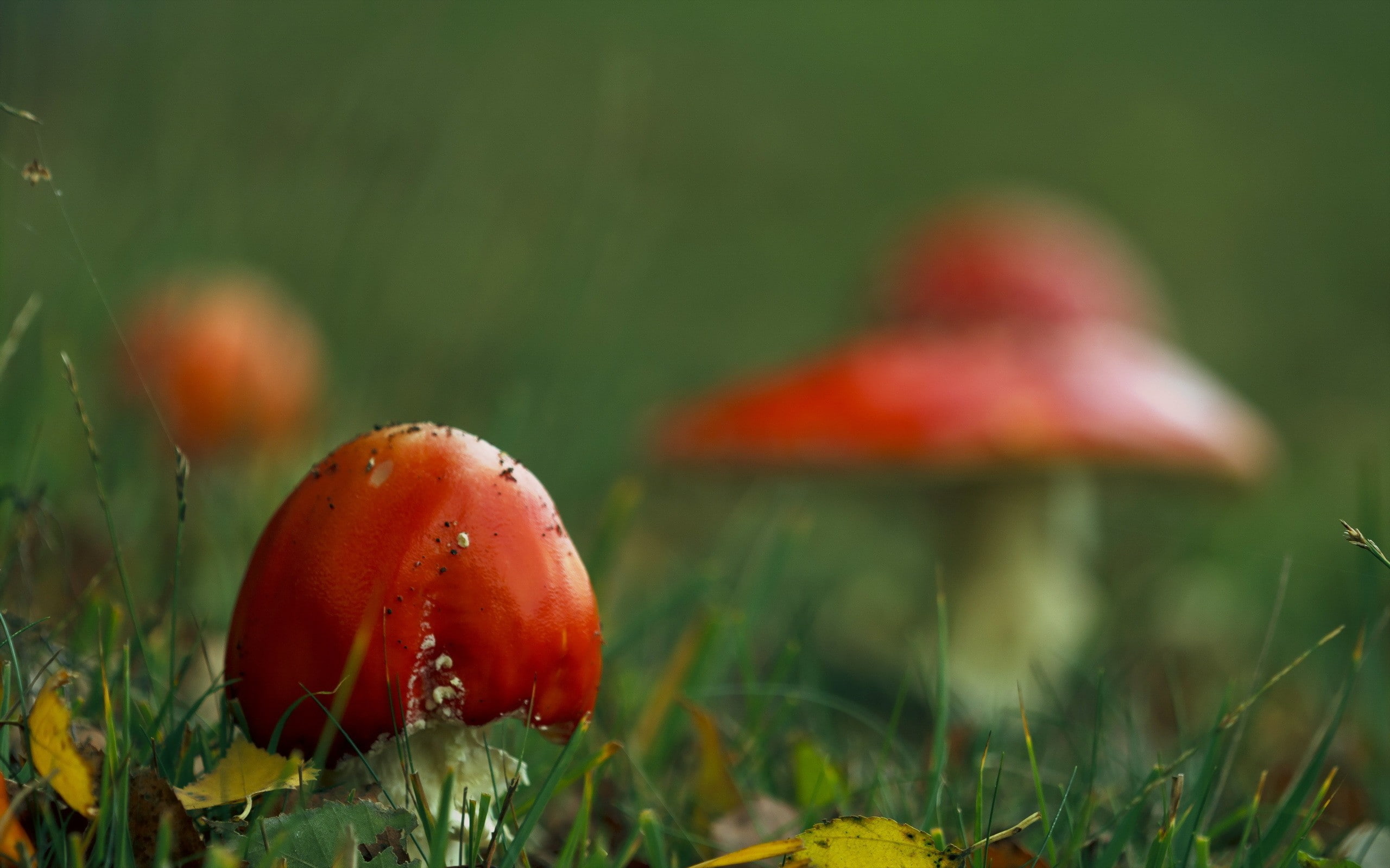 no people, mushroom, land, toadstool, beauty in nature, close-up, vegetable, selective focus, nature, growth, red, green color, day, freshness, food, outdoors, HD Wallpaper