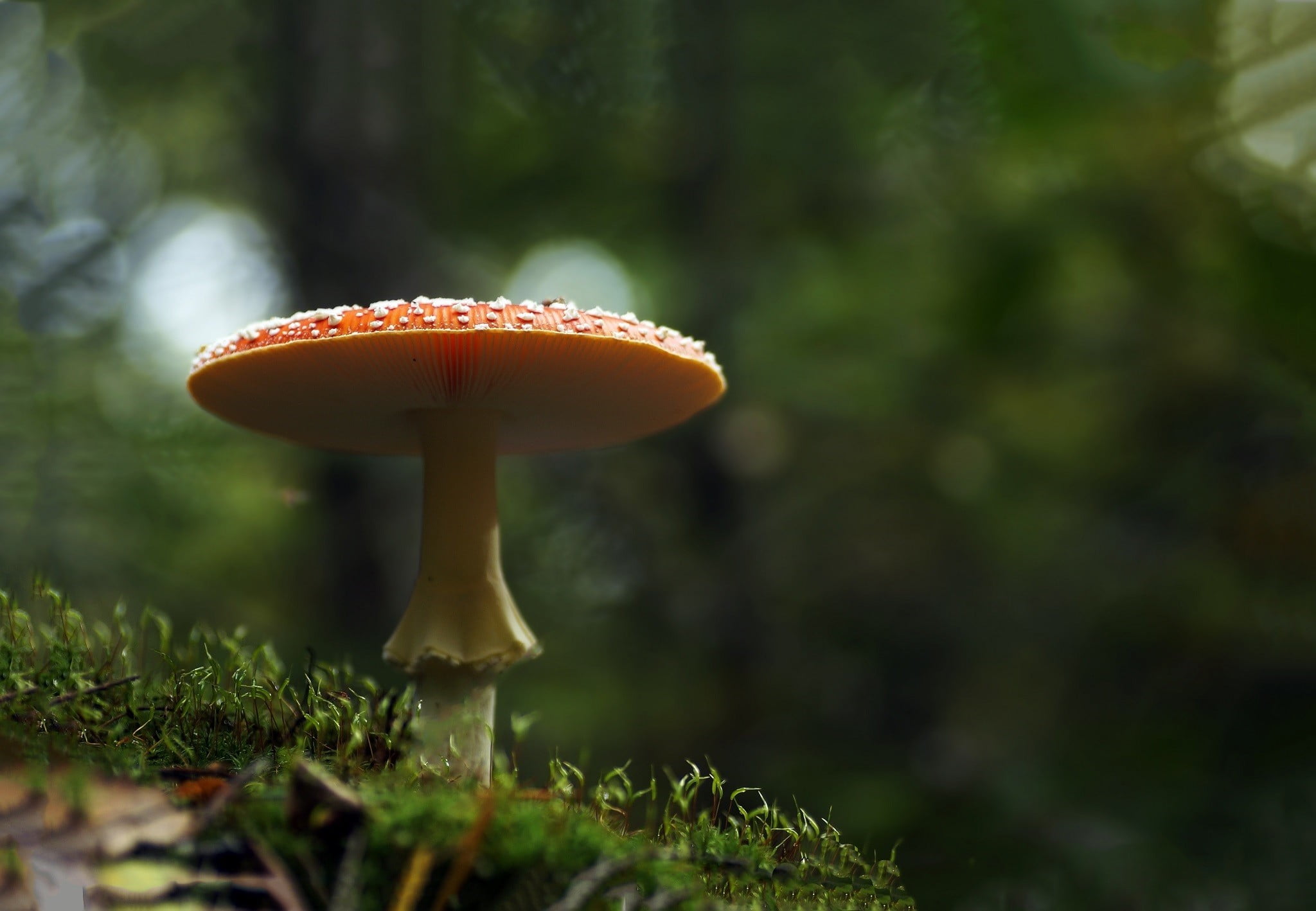 no people, close-up, focus on foreground, beauty in nature, surface level, macro, field, toadstool, selective focus, poisonous, plant, mushroom, freshness, HD Wallpaper
