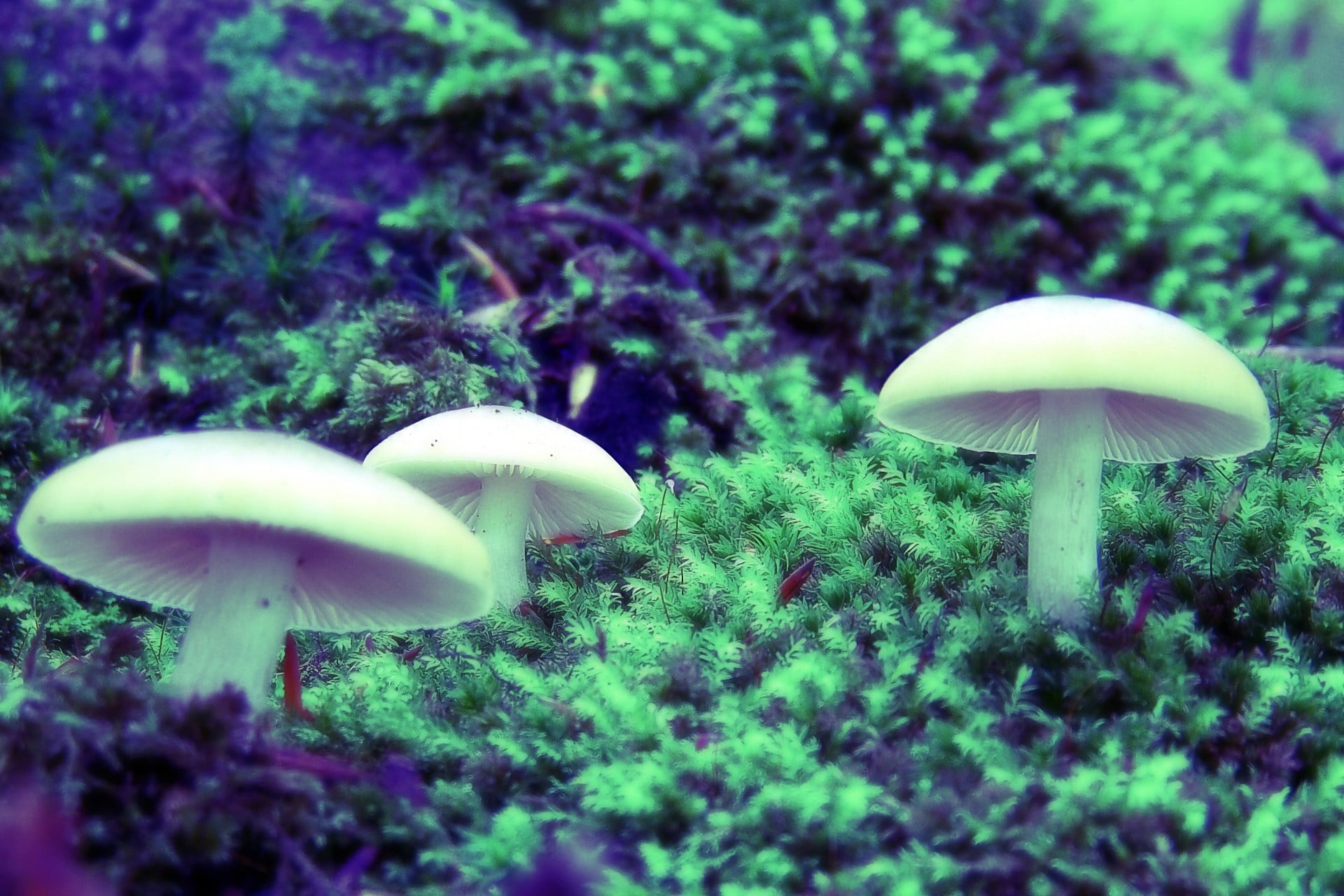 close-up, toadstool, fungus, fragility, 1080P, land, vegetable, beauty in nature, field, selective focus, mushroom, plant, edible mushroom, no people, HD Wallpaper