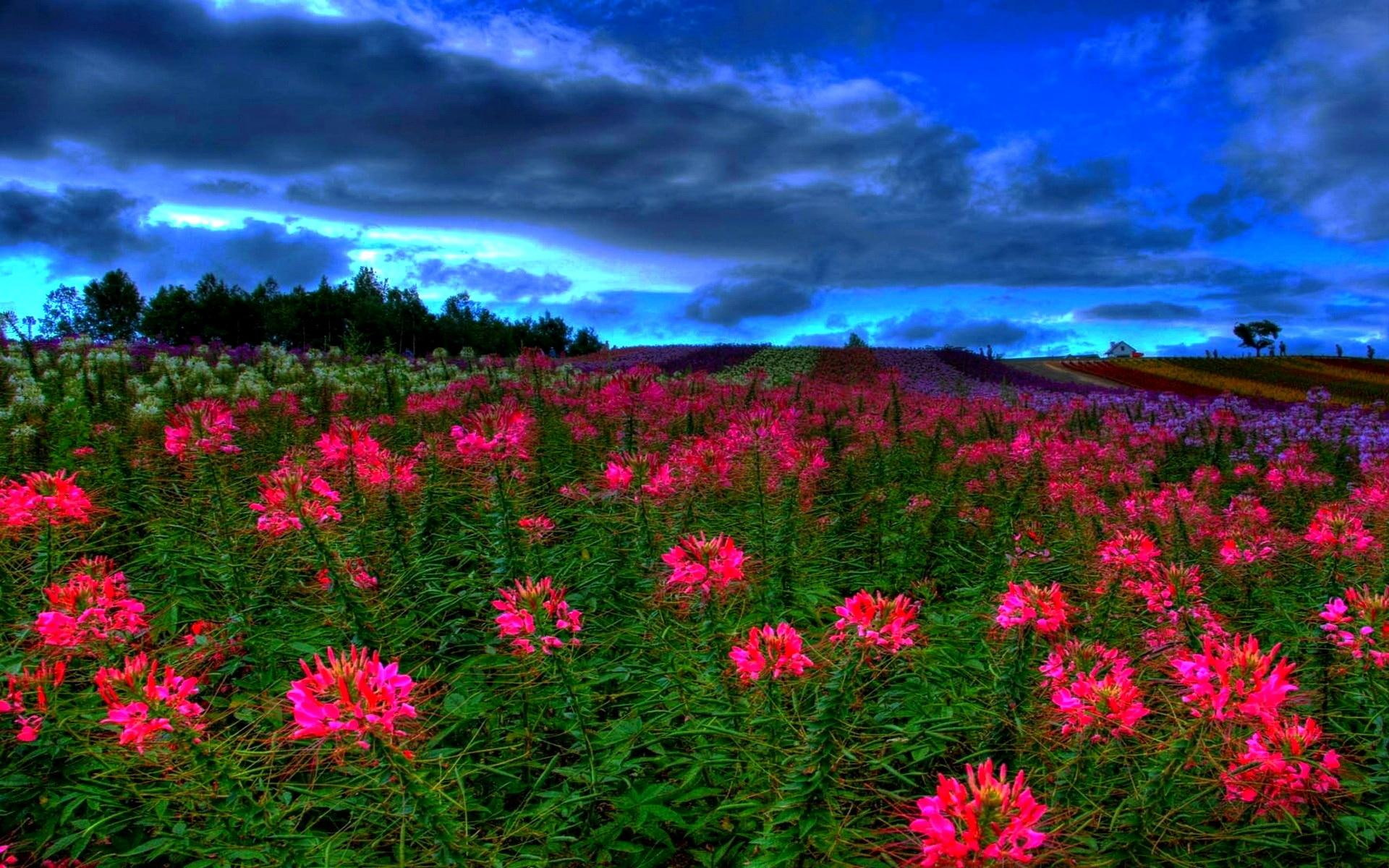 flowers, sunset, twilight, nice, pink, lovely, grass, 1080P, dusk, meadow, beautiful, nature, field, HD Wallpaper