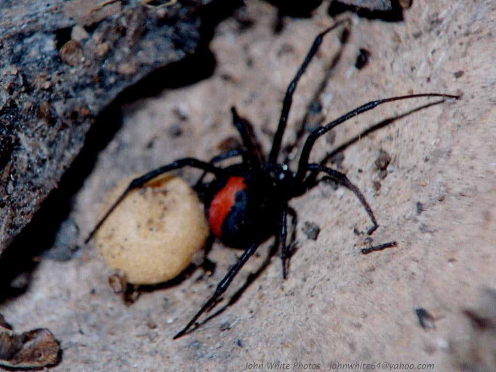 sack, egg, redback spider, reback, egg sack, bugs, poisonous, spider, art, 480P, hd, animals, HD Wallpaper