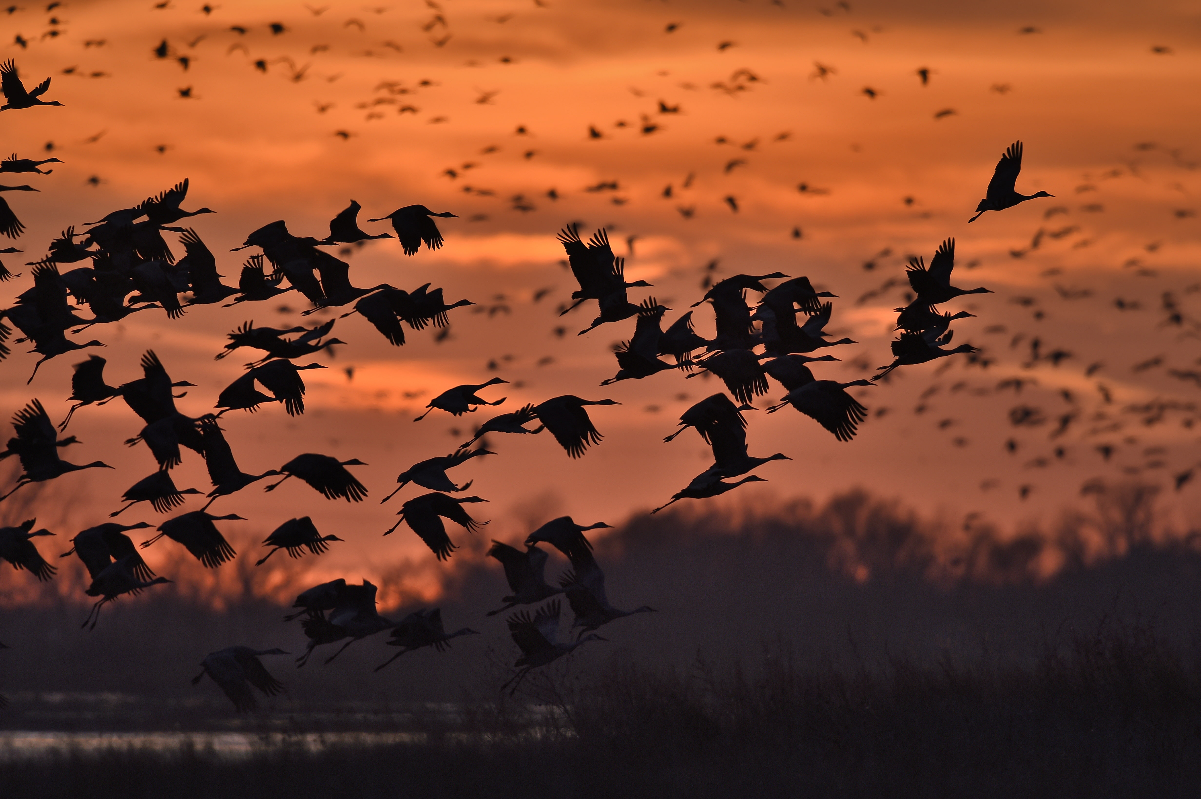 Sandhill Crane, Platte River, Bird, Flight, 4K, Nebraska, Sunset, Birds, HD Wallpaper
