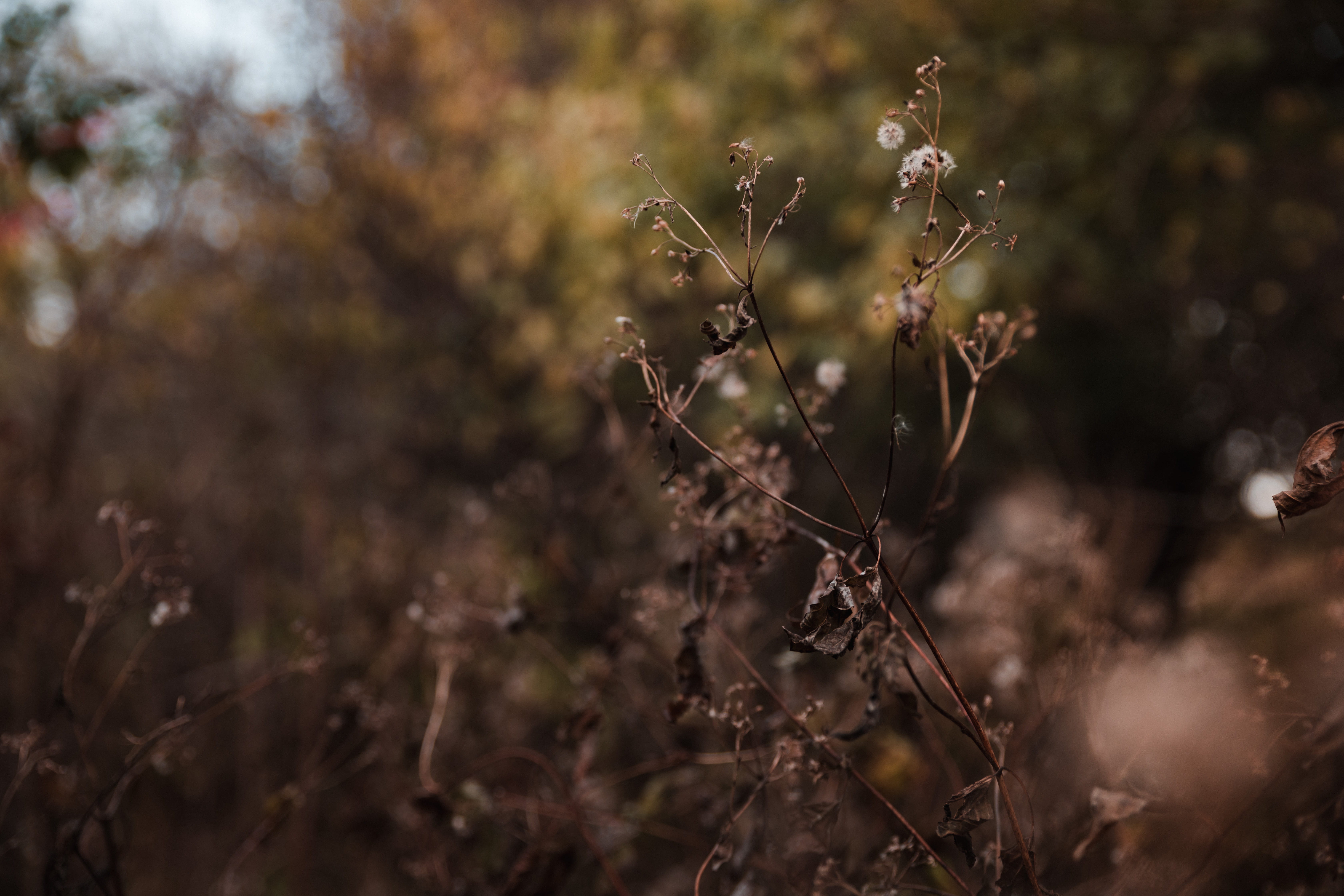 close-up, no people, nebraska, brown, tranquility, dry, tones, close up, land, freshness, focus on foreground, vulnerability, park, tree, lincoln, flowering plant, HD Wallpaper