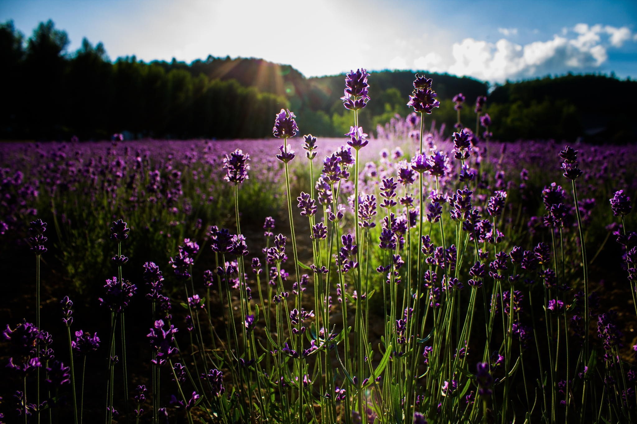 field, purple flowers, lavender, flowers, sunlight, 1080P, plants, nature, HD Wallpaper