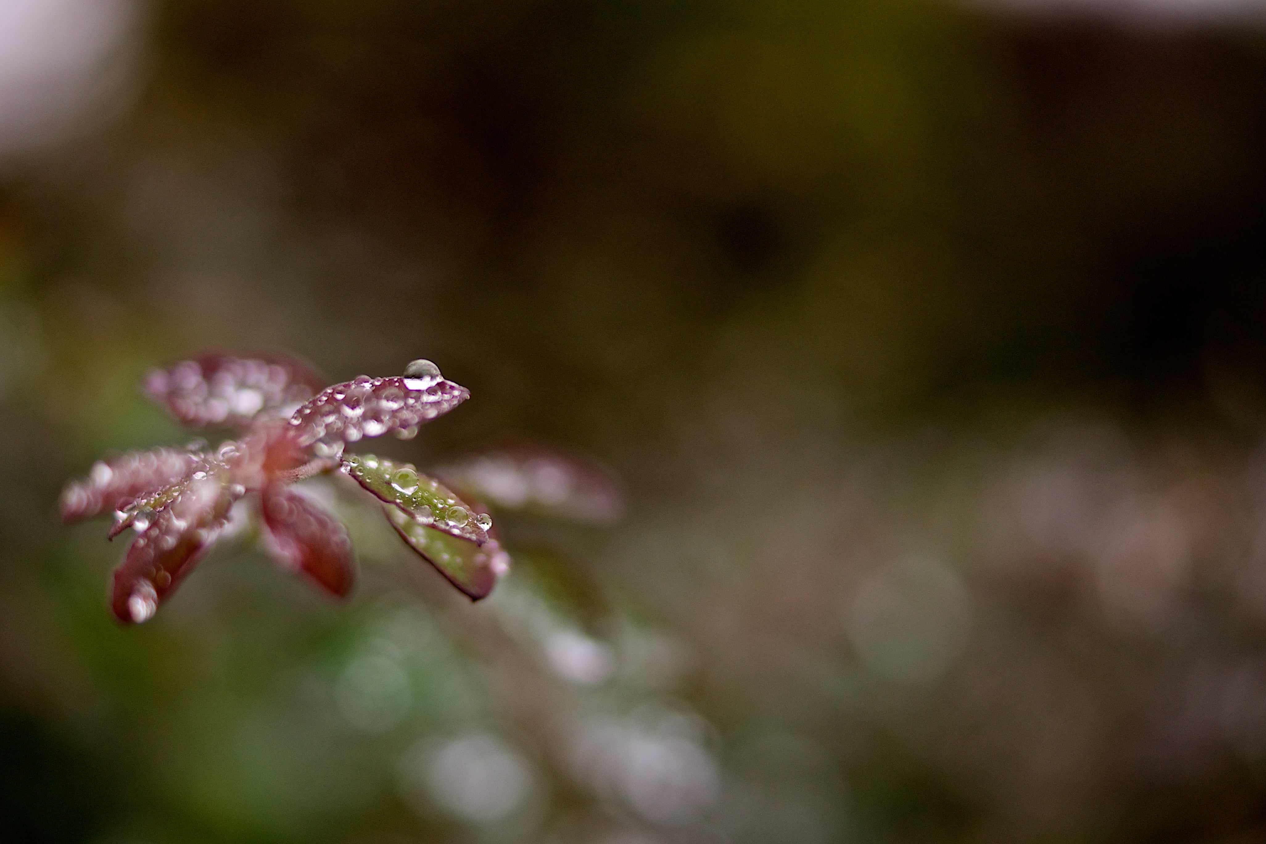 nature, freshness, macro, Bokeh, HSS, water droplets, Leaf, droplets, DoF, rain, Sony  A700, photography, drop, Morning Dew, focus, water, flower, Apsley, HD Wallpaper