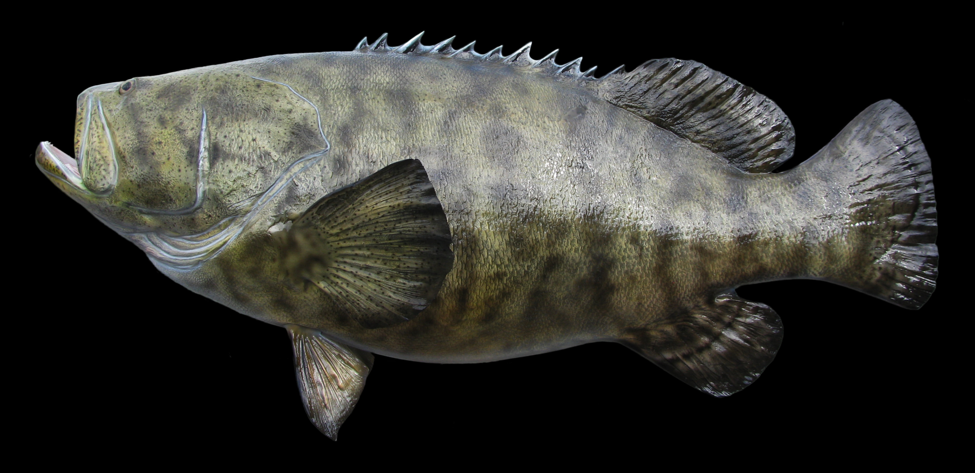 4K, FISH, GROUPER, GOLIATH, HD Wallpaper