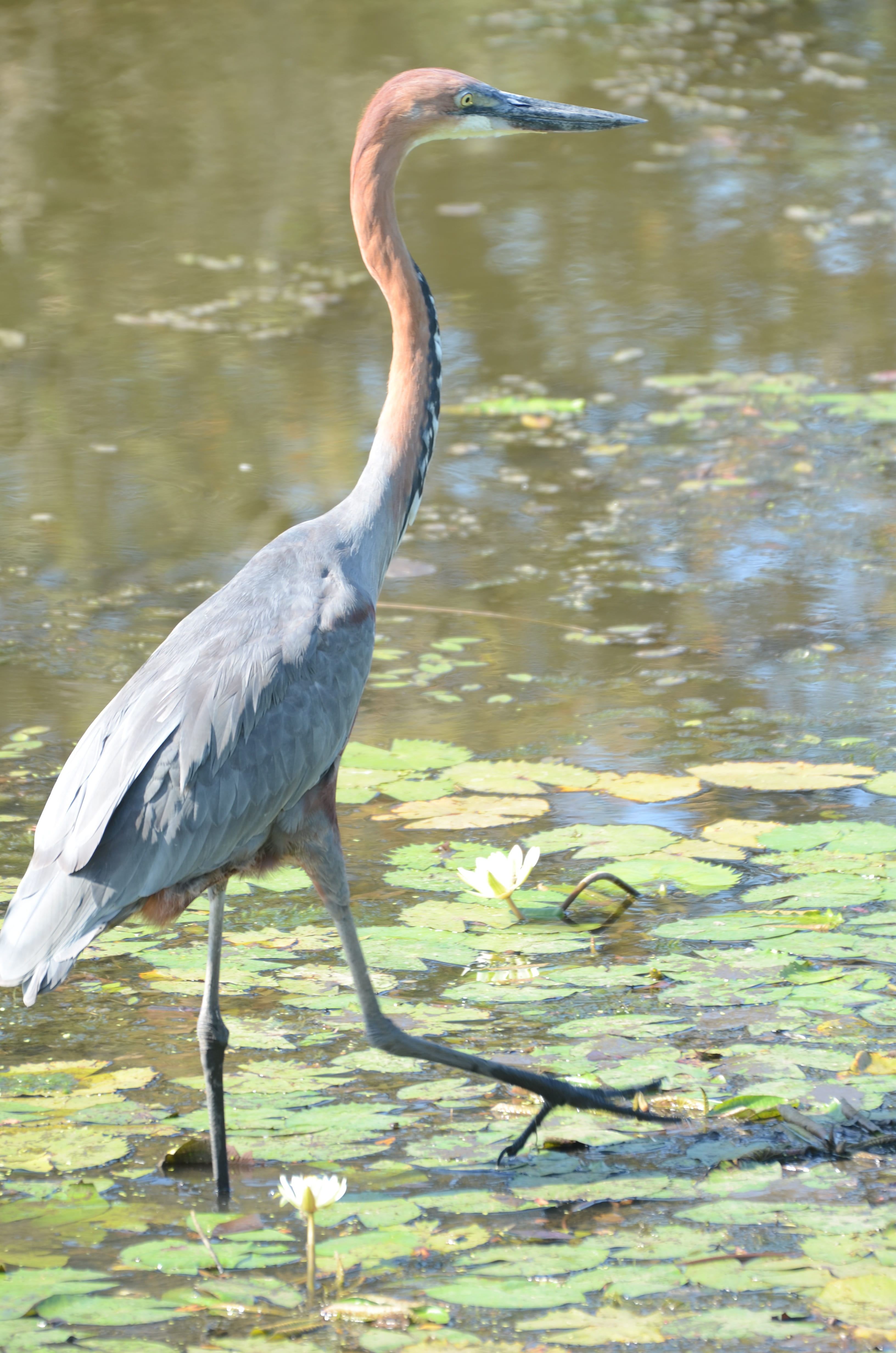 safari, one animal, animal wildlife, kruger, bird, focus on foreground, africa, nature, south africa, water bird, reflection, heron, wildlife, 4K, mpumalanga, Phone HD Wallpaper