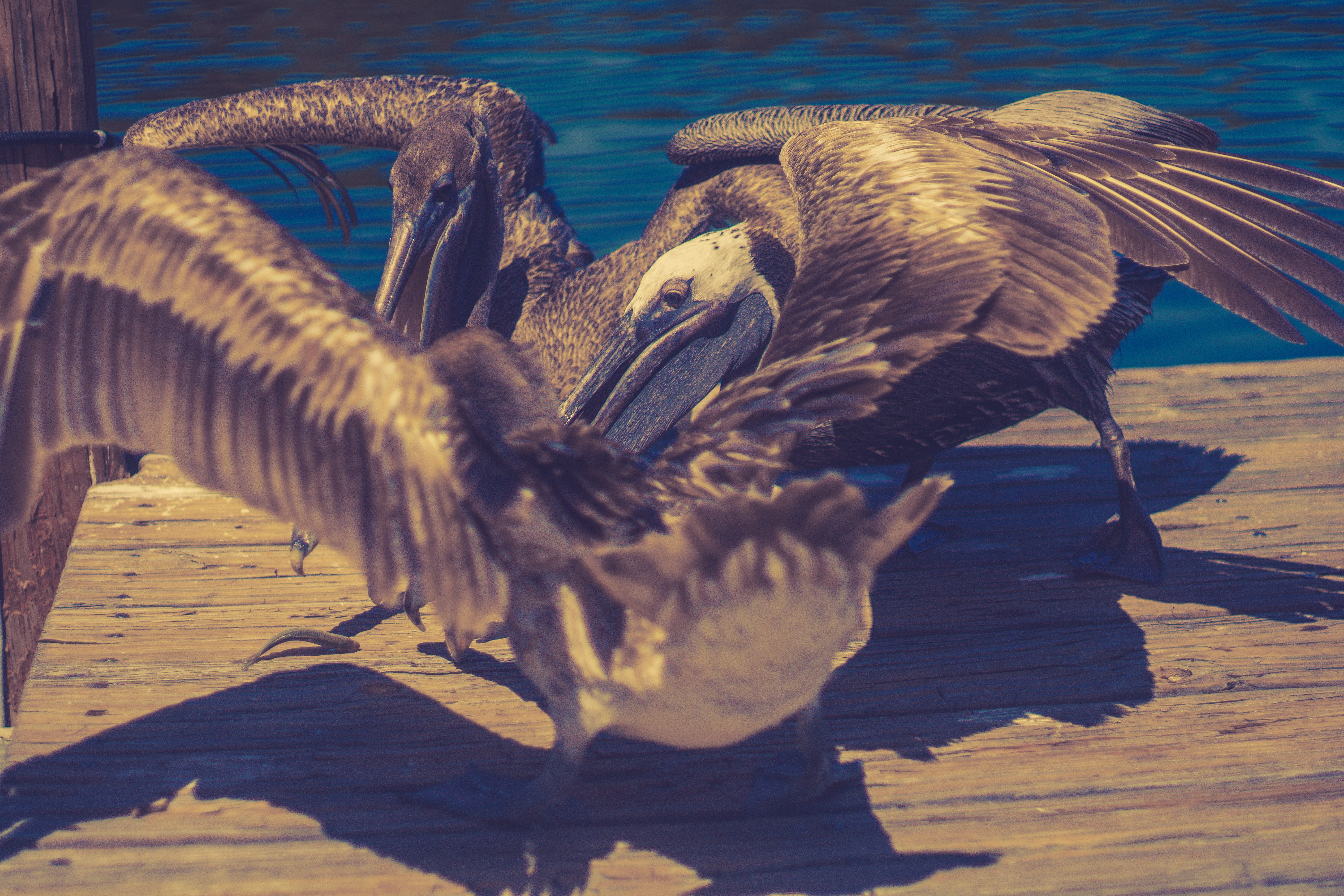close-up, summer, southwest florida, no people, animal themes, animal, brown pelican, pelican, water, david and goliath, brown, team up, three, pelicans, HD Wallpaper