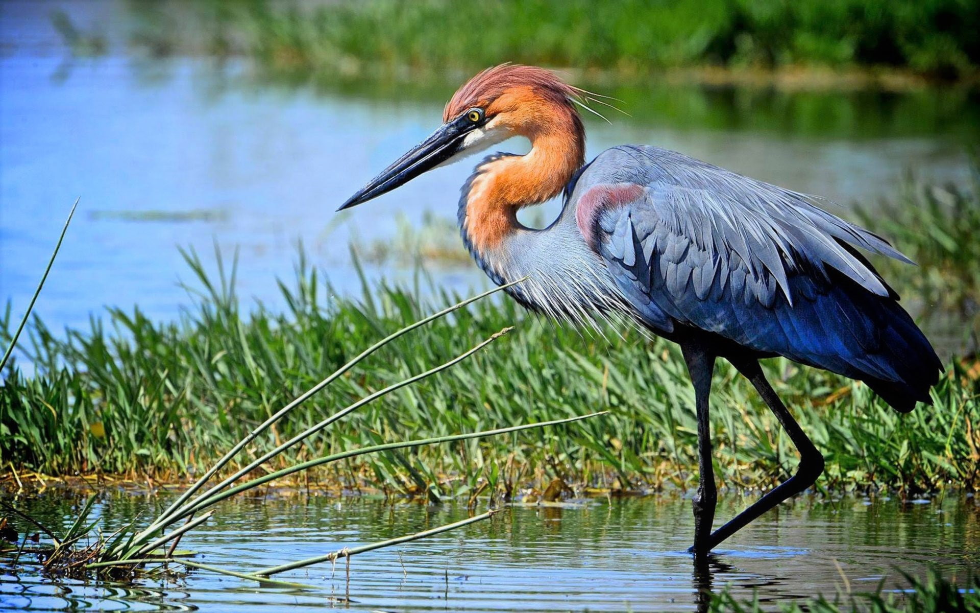 bird, 1080P, heron, wildlife, animal, goliath, HD Wallpaper