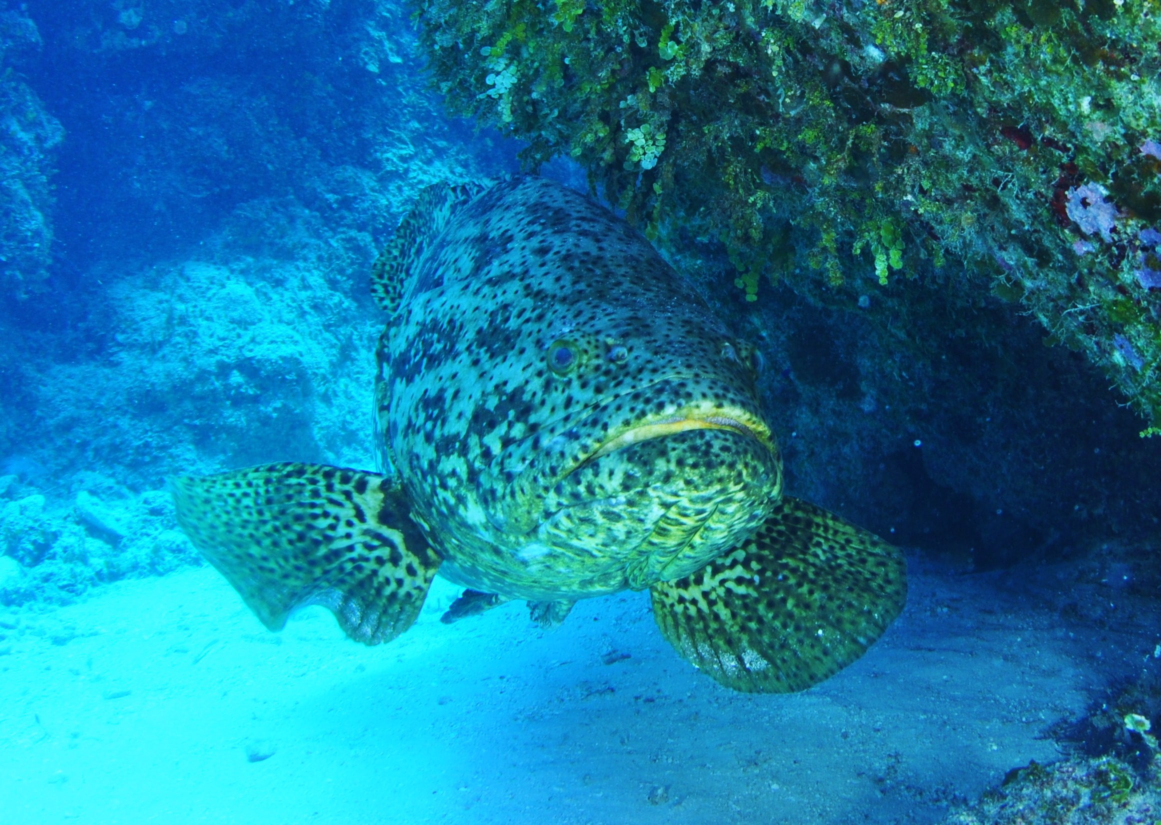 fish, 1080P, underwater, goliath, HD Wallpaper