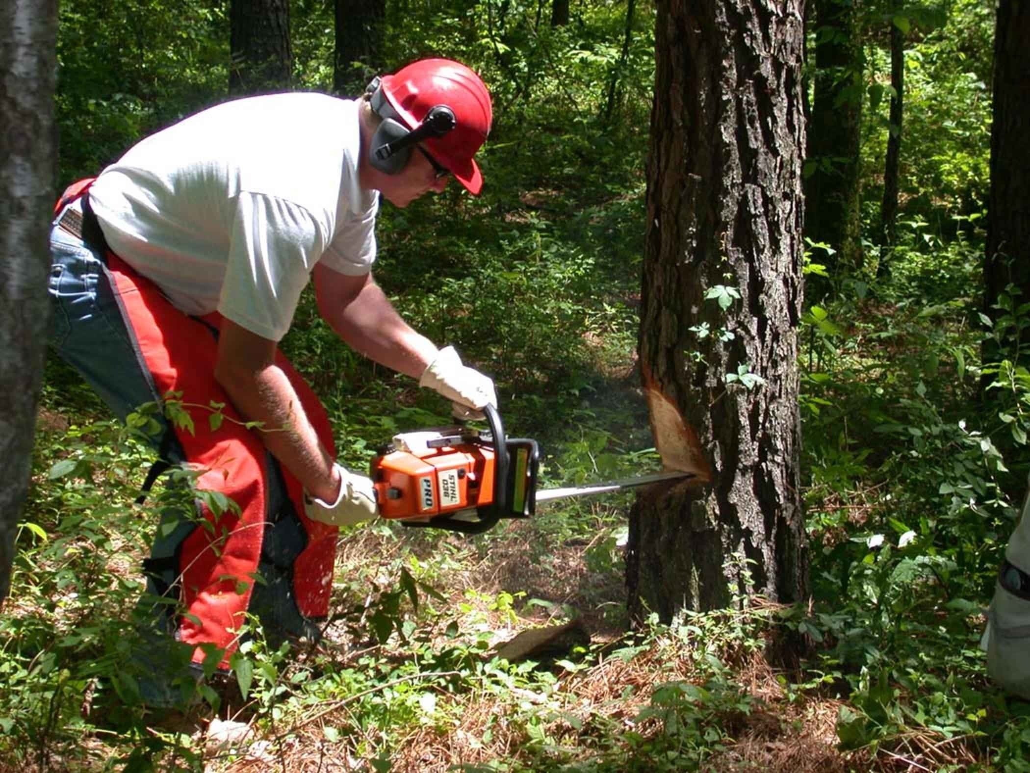 black, real people, day, people, full length, chainsaw, man, 1080P, male, cutting, red, helmet, lifestyles, using, growth, tree trunk, forest, bending, HD Wallpaper