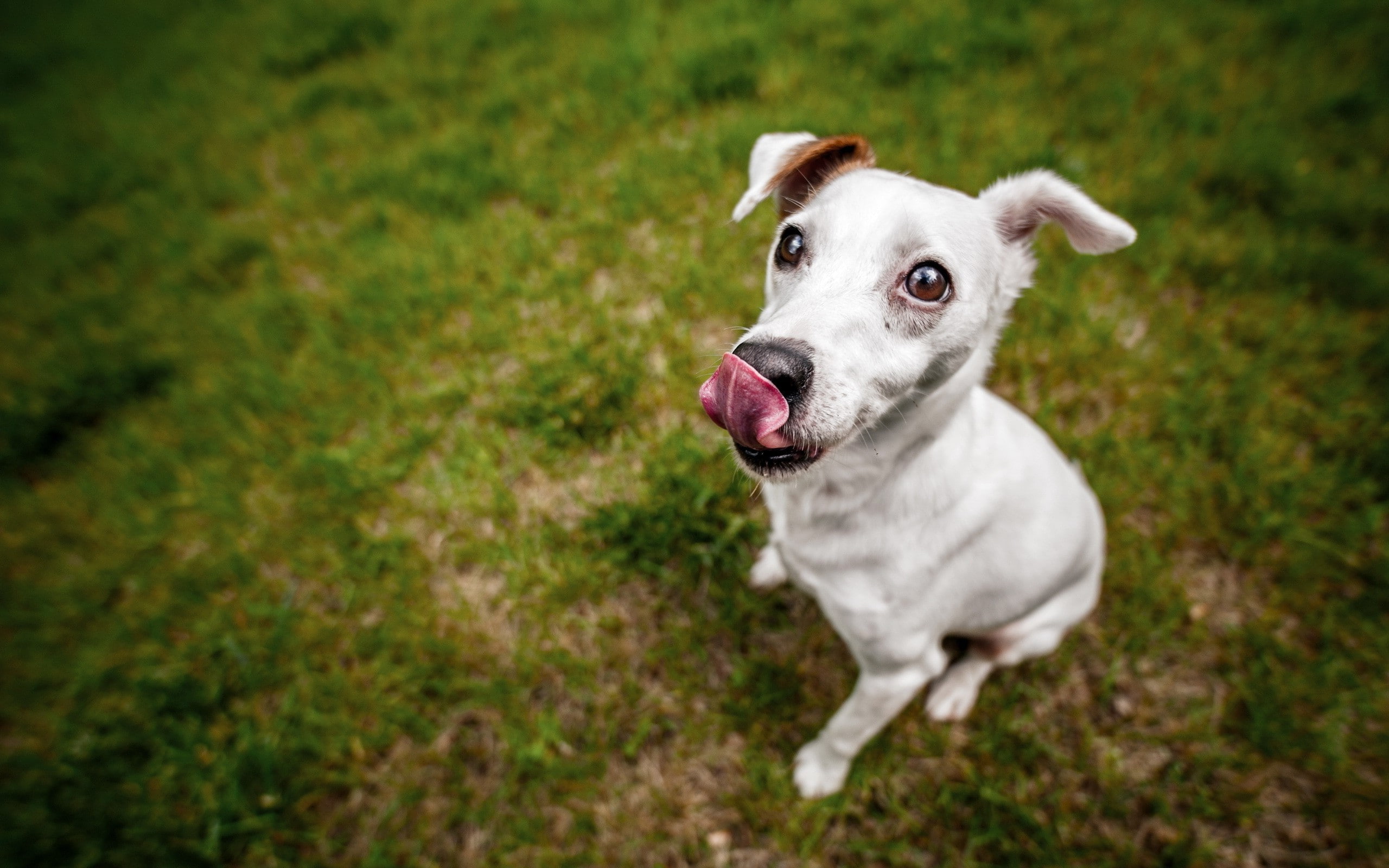 2K, animals, dog, outdoors, tongue out, HD Wallpaper