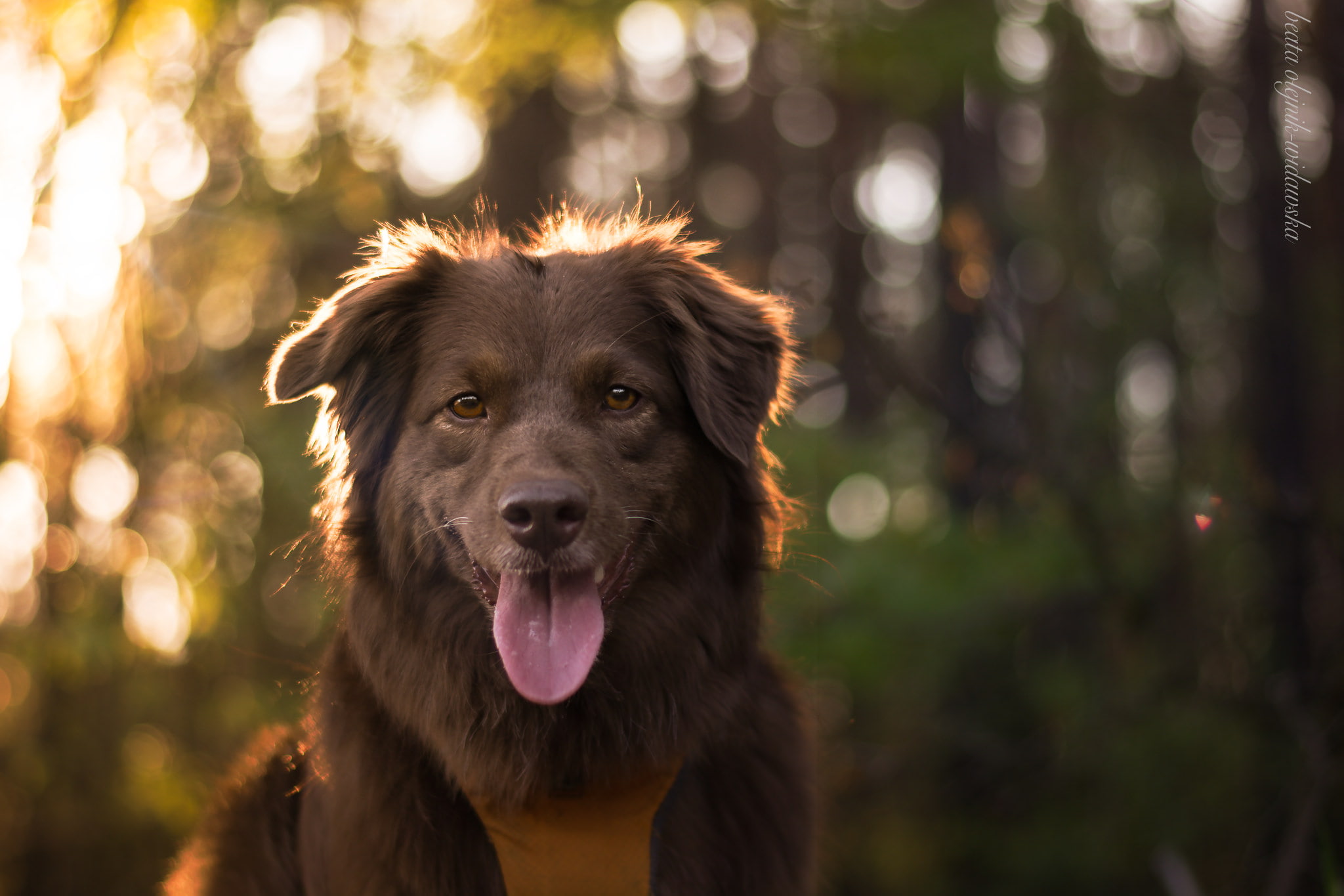 tongue out, panting, looking at camera, mouth, sun rays, 1080P, mouth open, outdoors, one animal, depth of field, animal, no people, pets, dog, day, domestic animals, HD Wallpaper