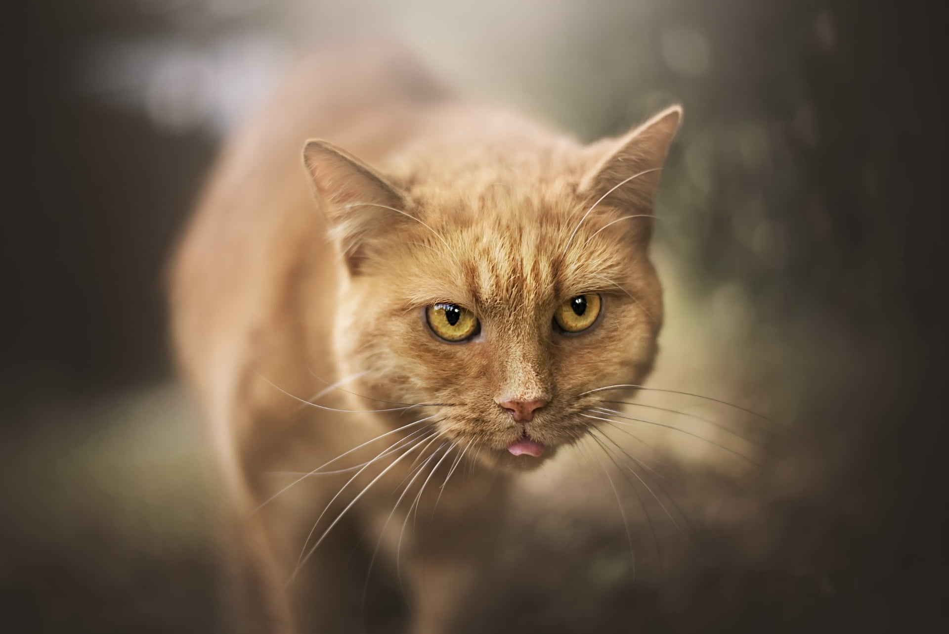 focus on foreground, no people, feline, domestic animals, vertebrate, animal themes, domestic, mammal, cat eyes, whiskers, domestic cat, animals, animal eye, HD Wallpaper