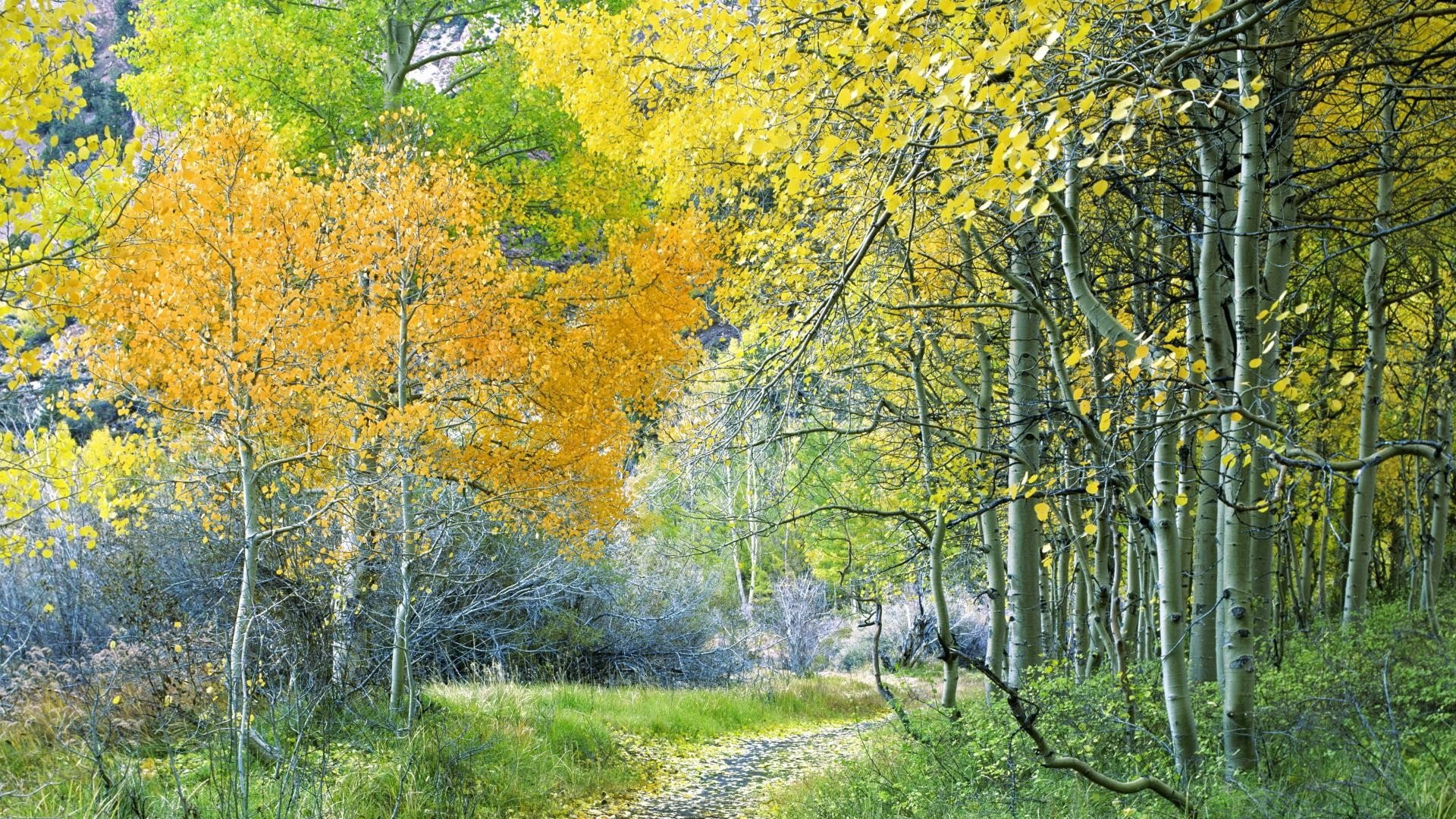 california, 1080P, forests, eastern, sierra, aspen, HD Wallpaper