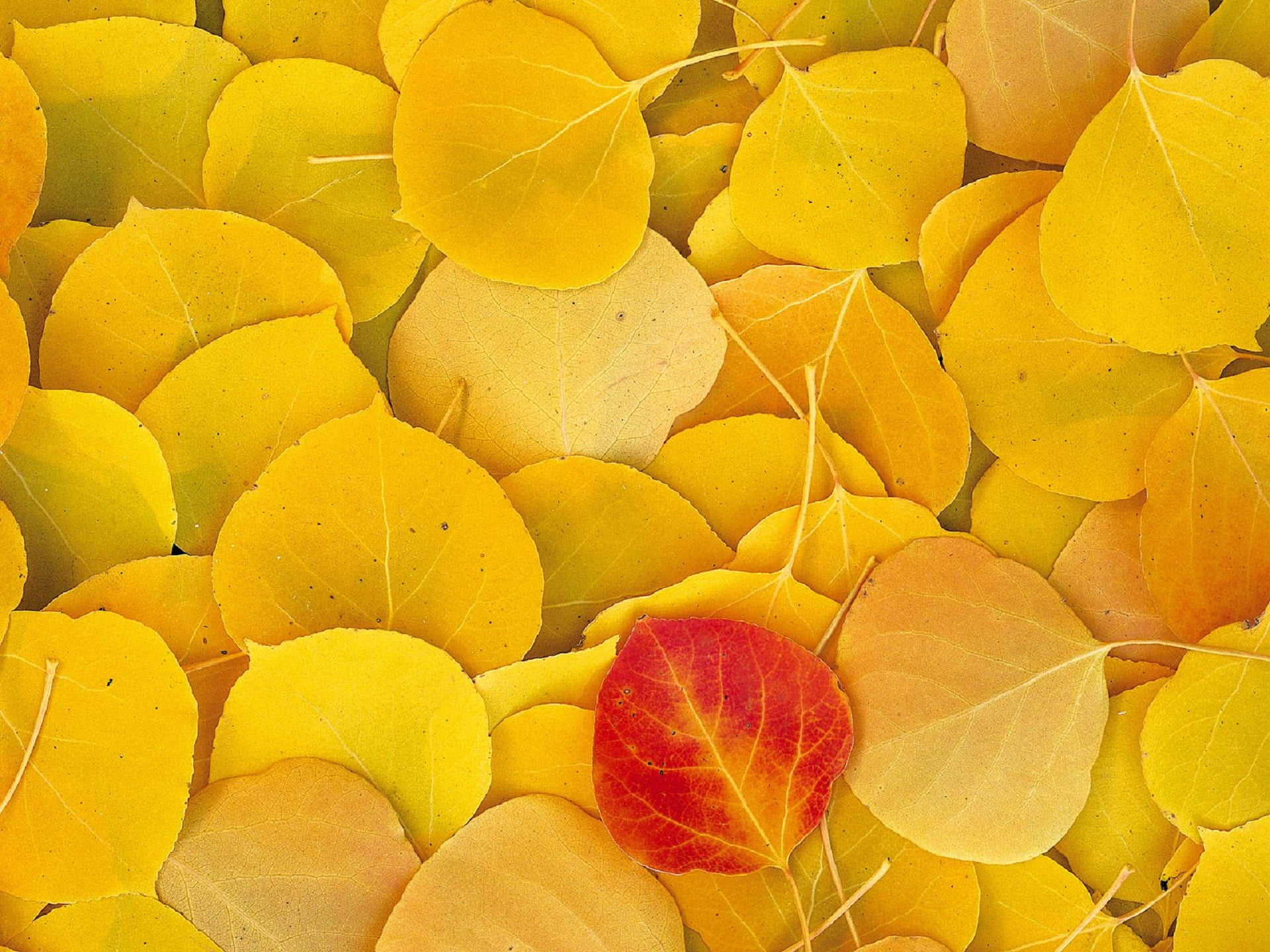 Nature, Autumn, leaves, still life, large group of objects, yellow, day, sierra, fruit, plant, 1080P, aspen, eastern, healthy eating, ripe, natural condition, HD Wallpaper