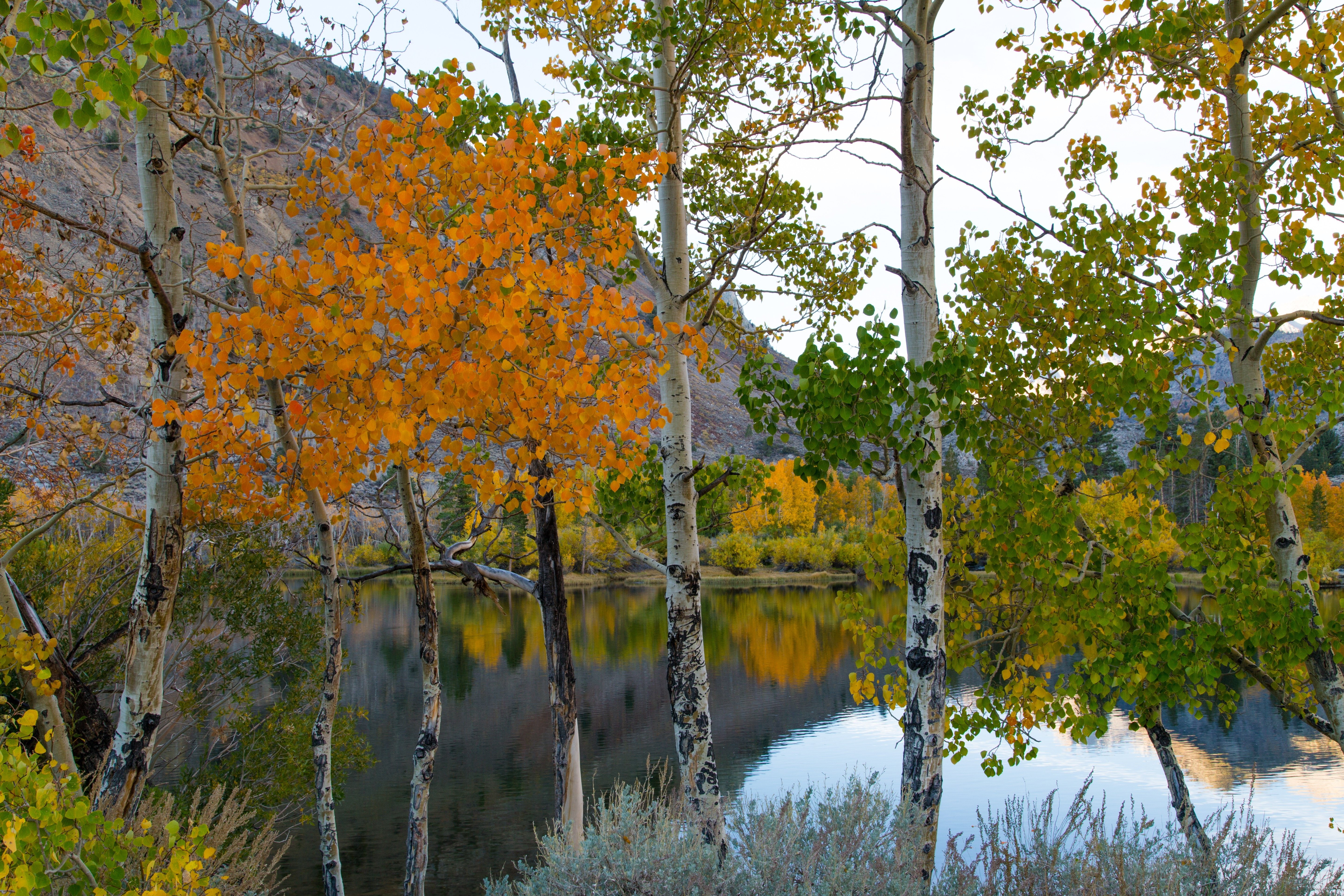 eastern, mountains, sierra, usa, trees, california, lake, 5K, HD Wallpaper